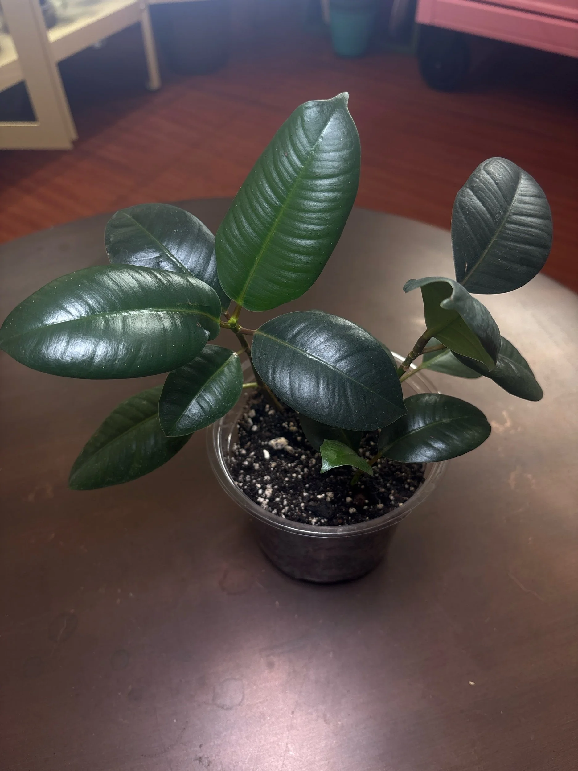 Rubber Plant