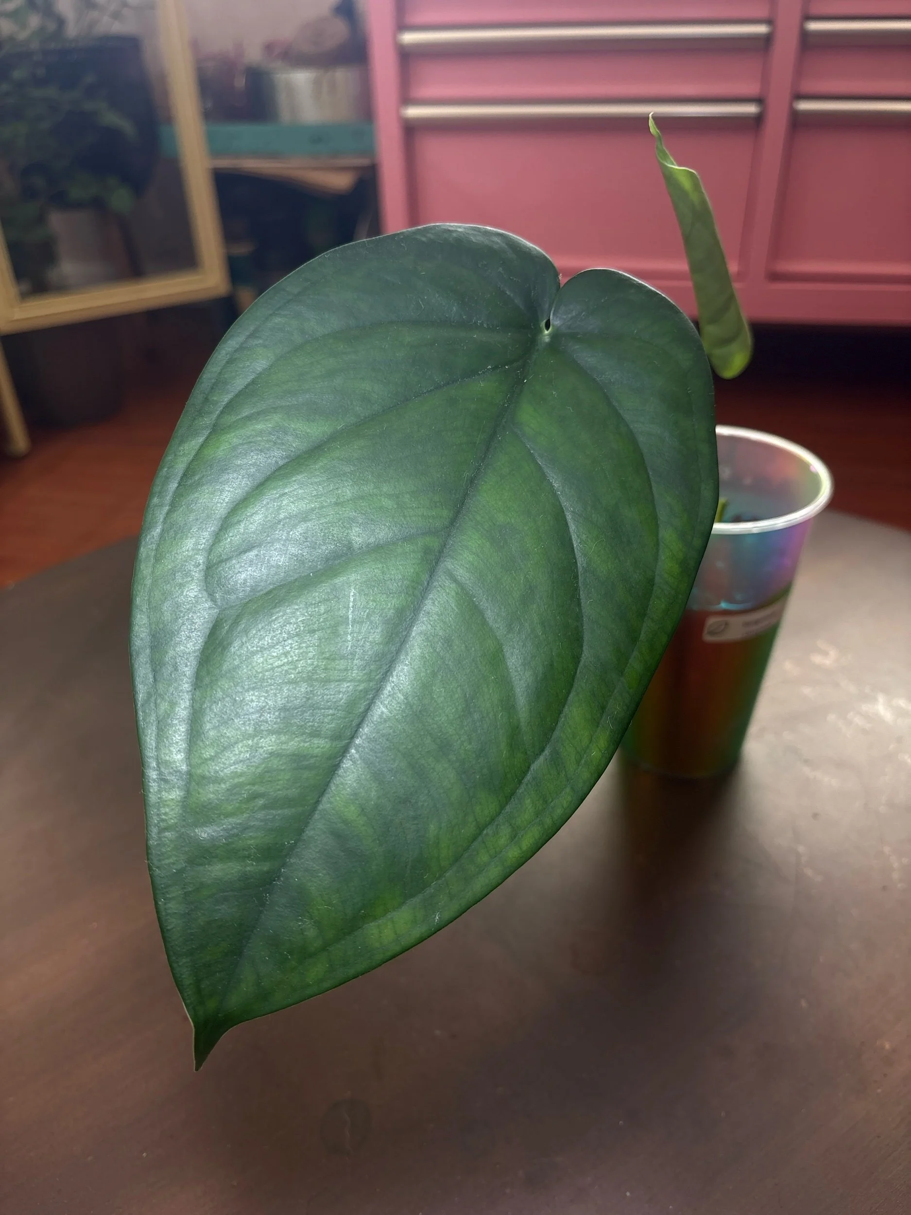 Syngonium Chiapense