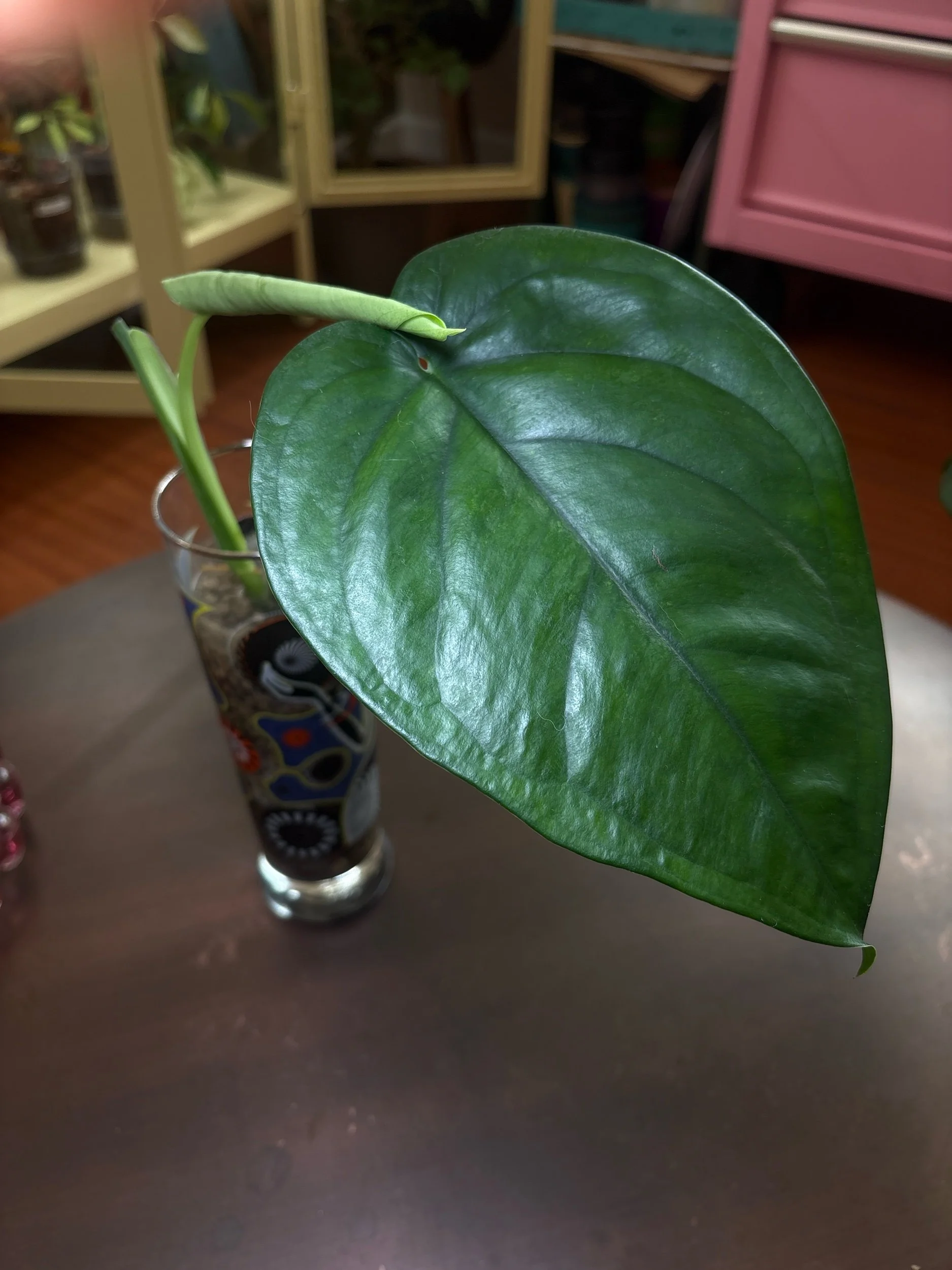 Syngonium Chiapense in Club Star glass