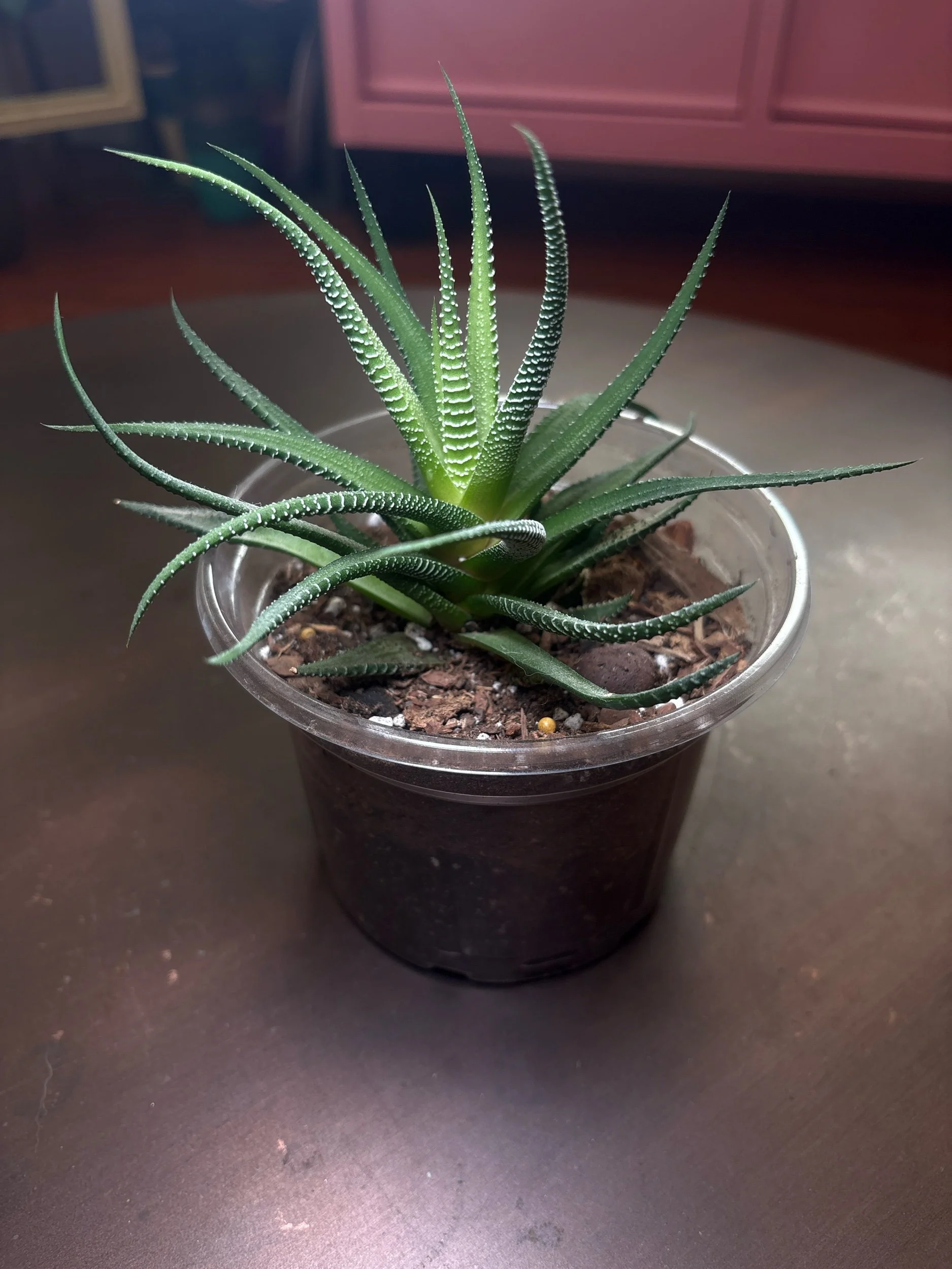 Zebra Plant ‘Haworthia’