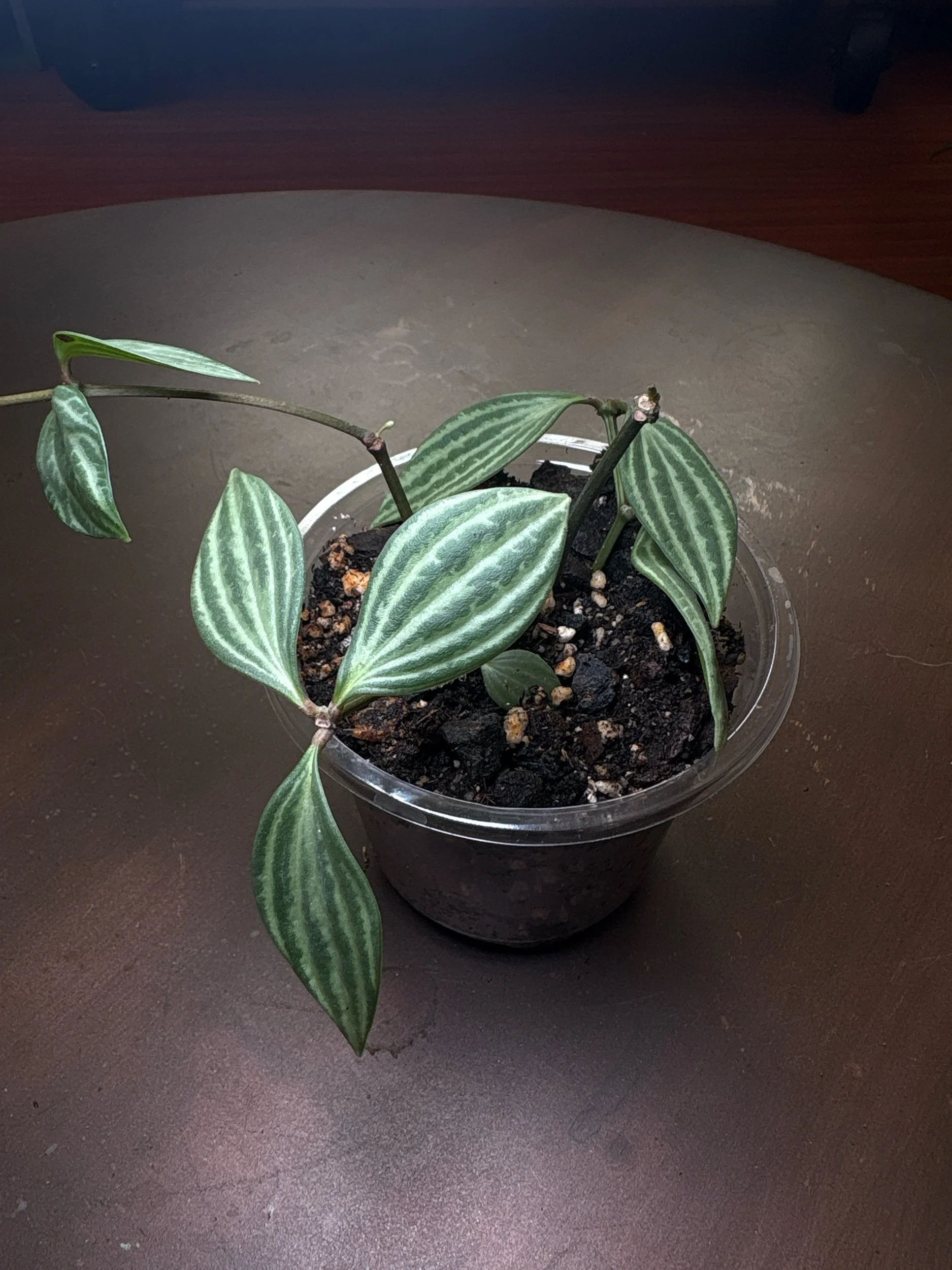 Peperomia 'Paralell'