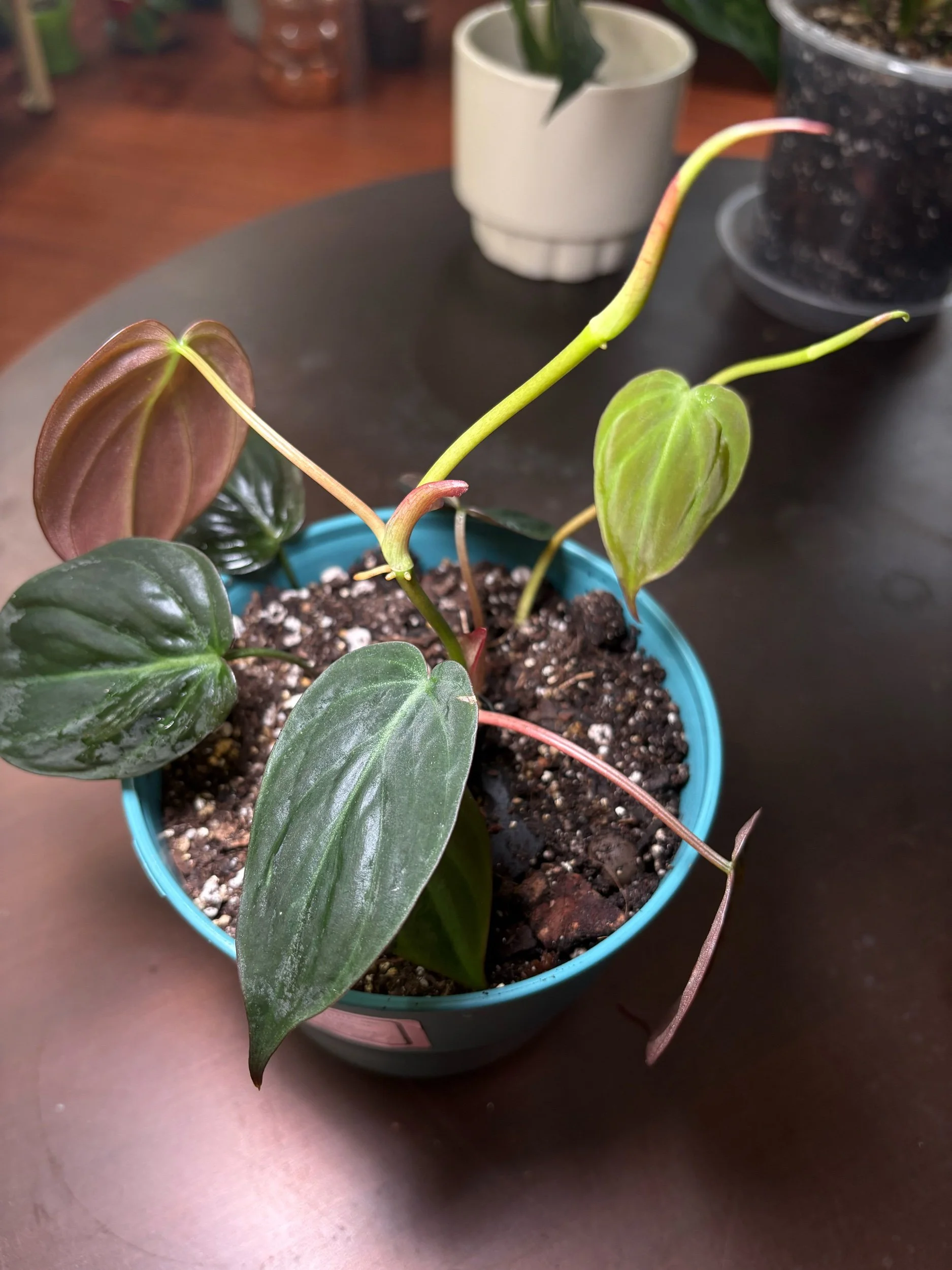Philodendron 'Micans'