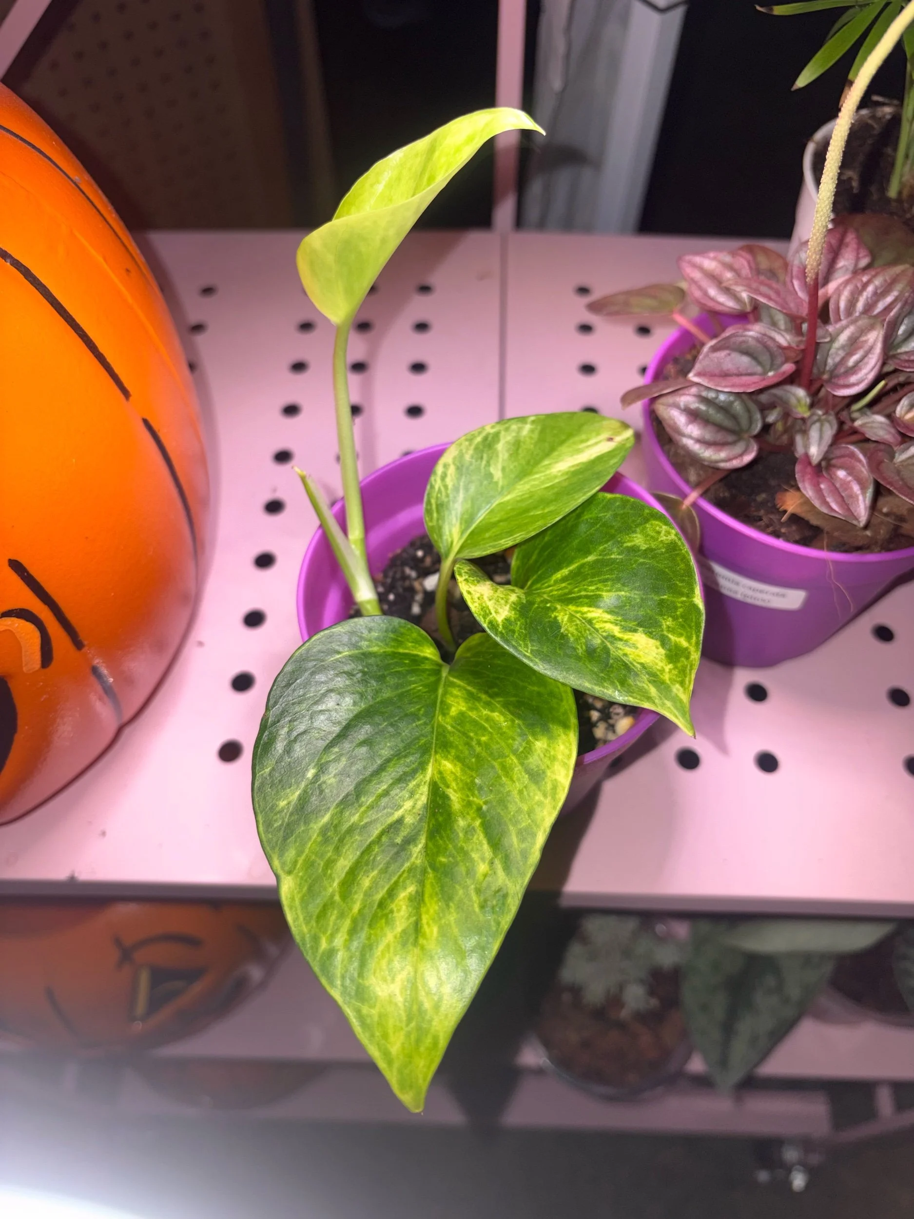 Rare Pothos 'Voltagem'