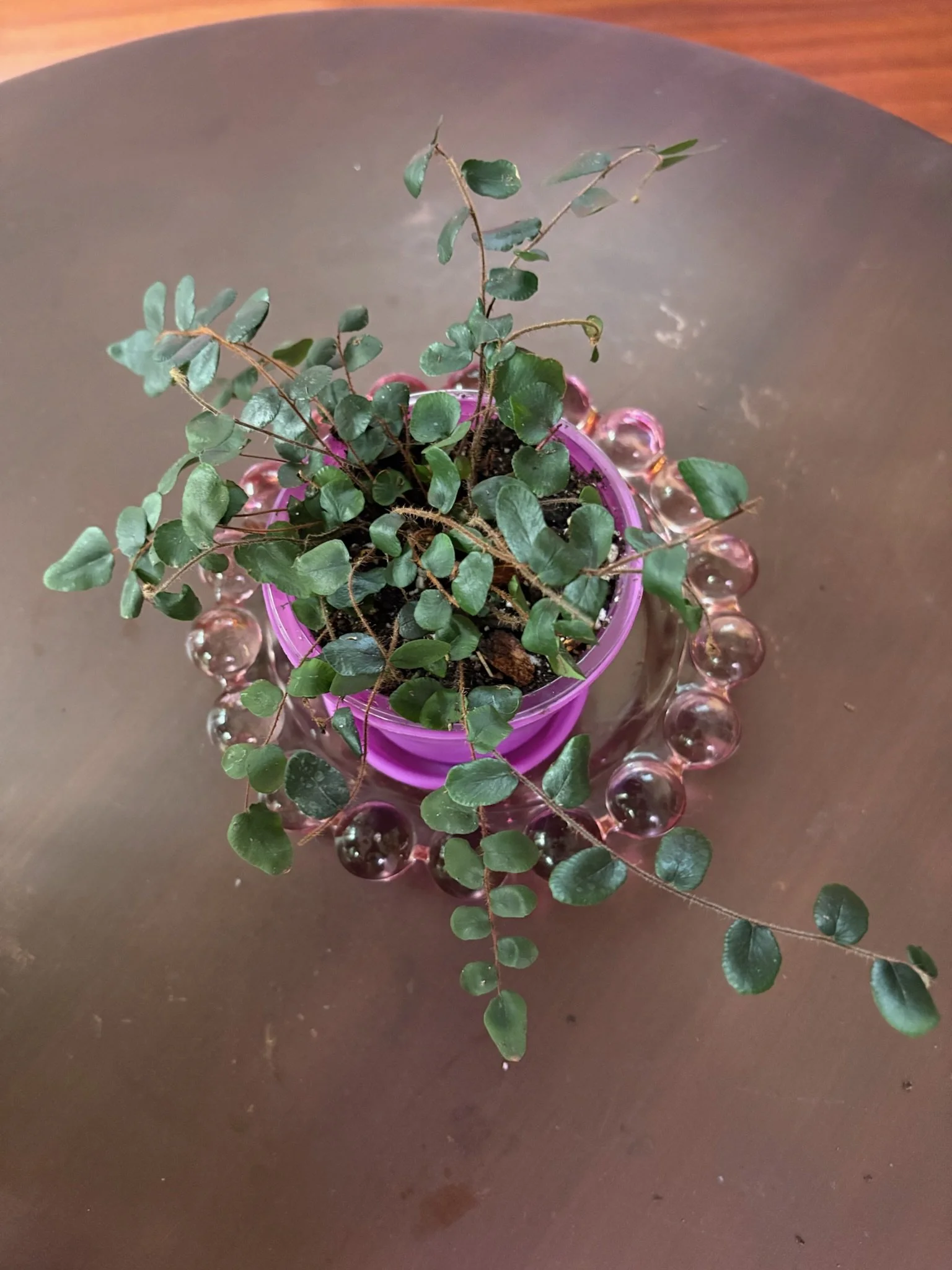 Lemon Button Fern