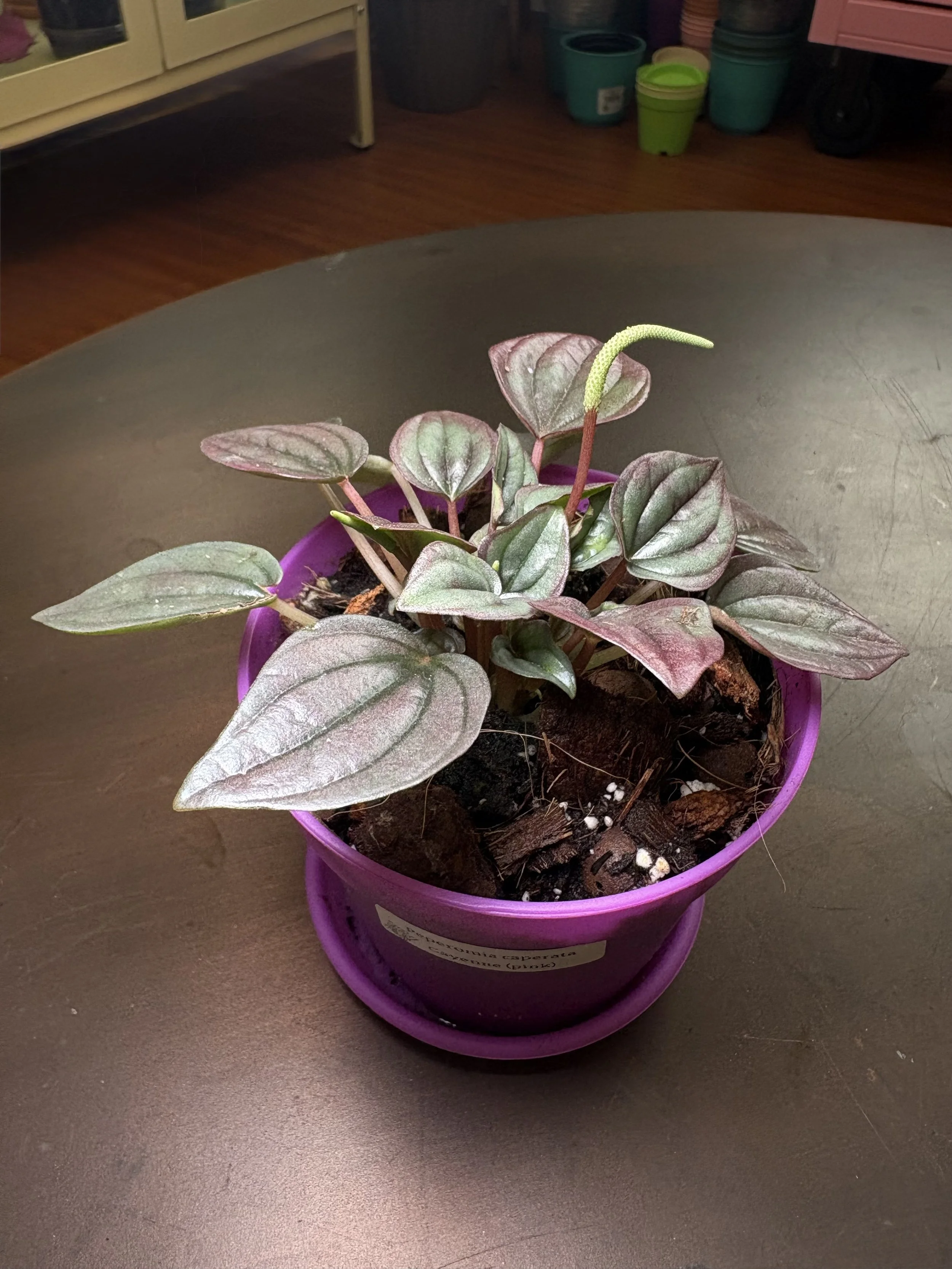 Peperomia 'Cheyanne' (Pink)