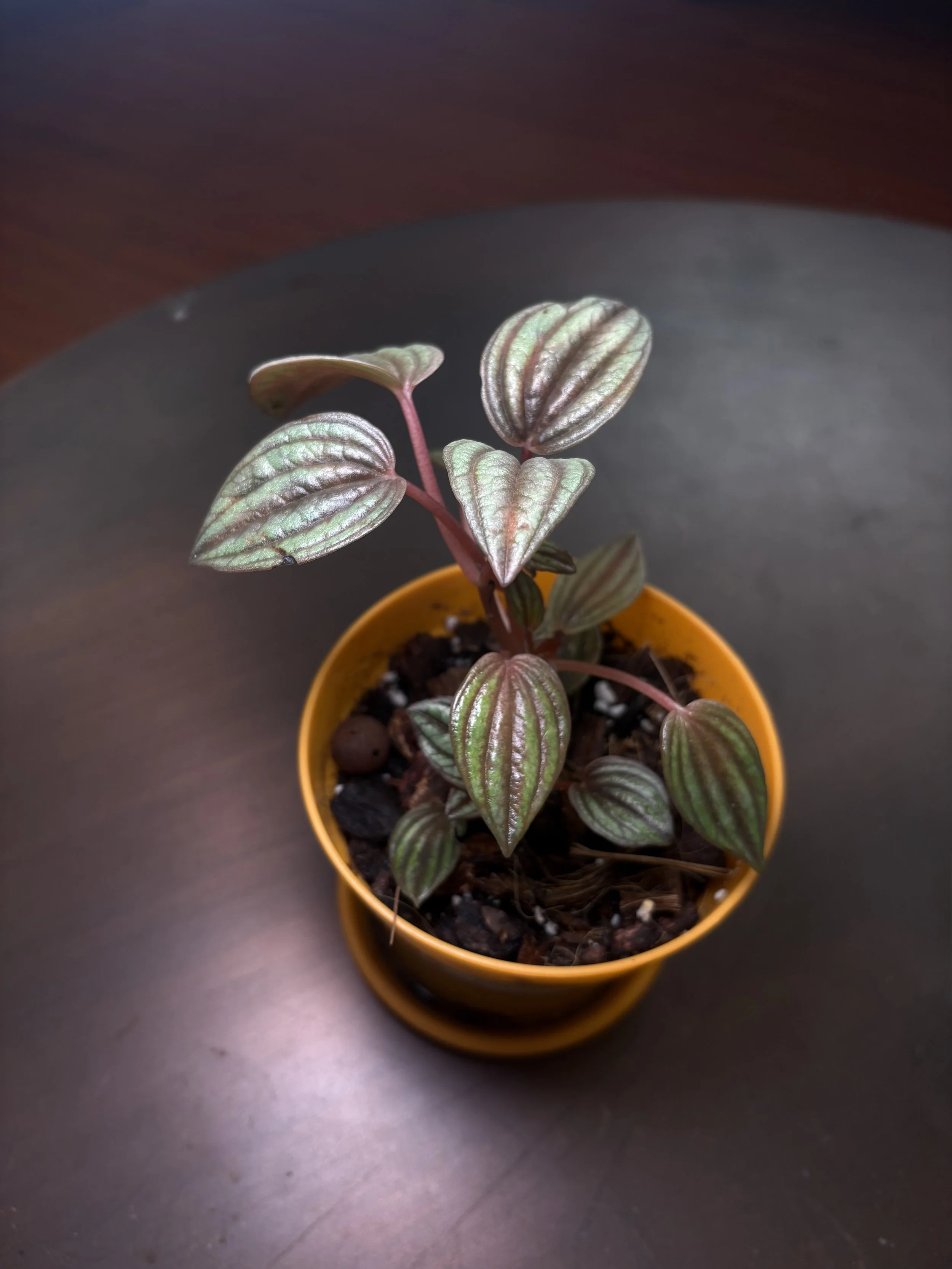 Peperomia 'Lima' (Pink & Yellow)