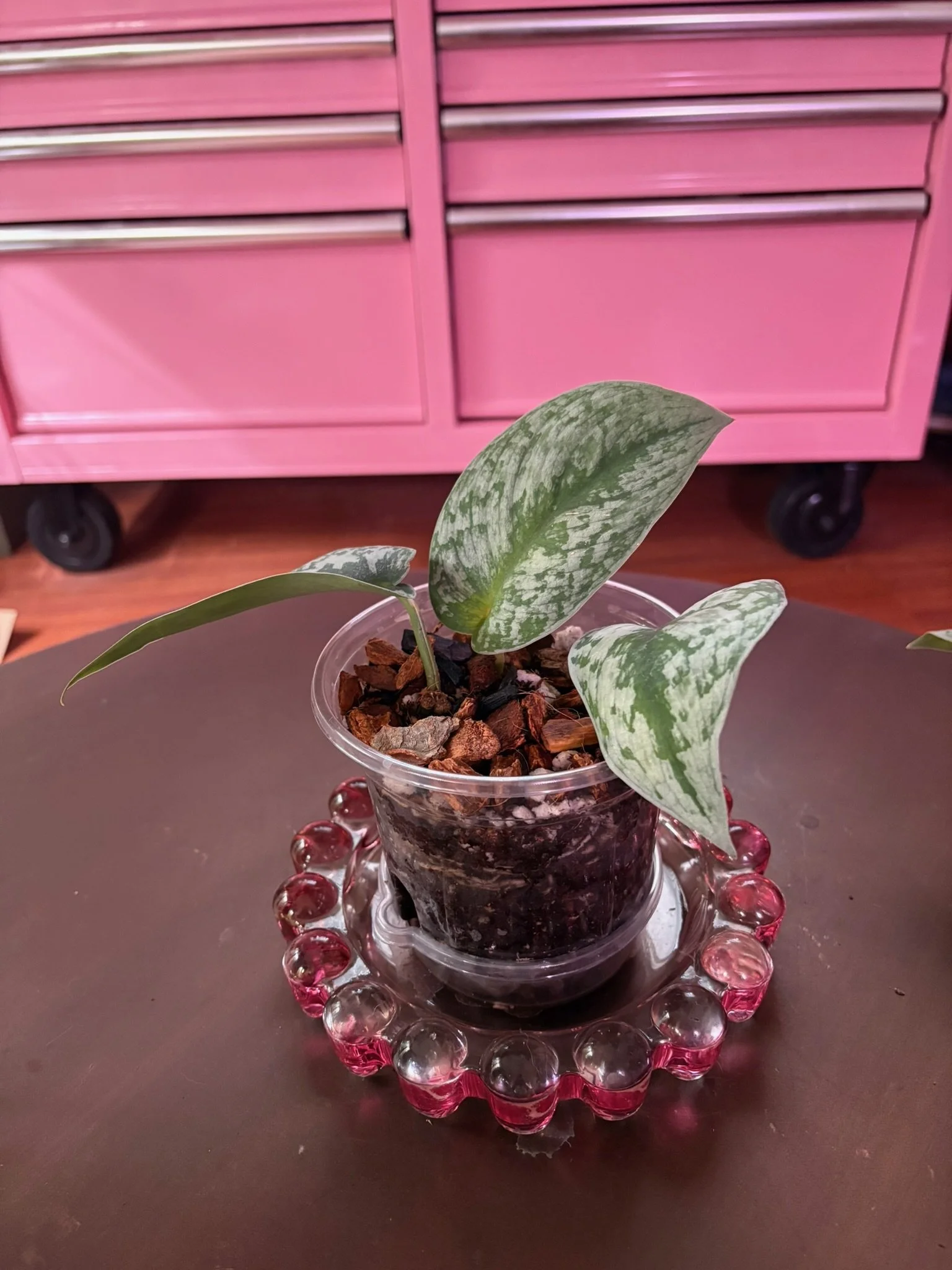 Scindapsus 'Exotica'