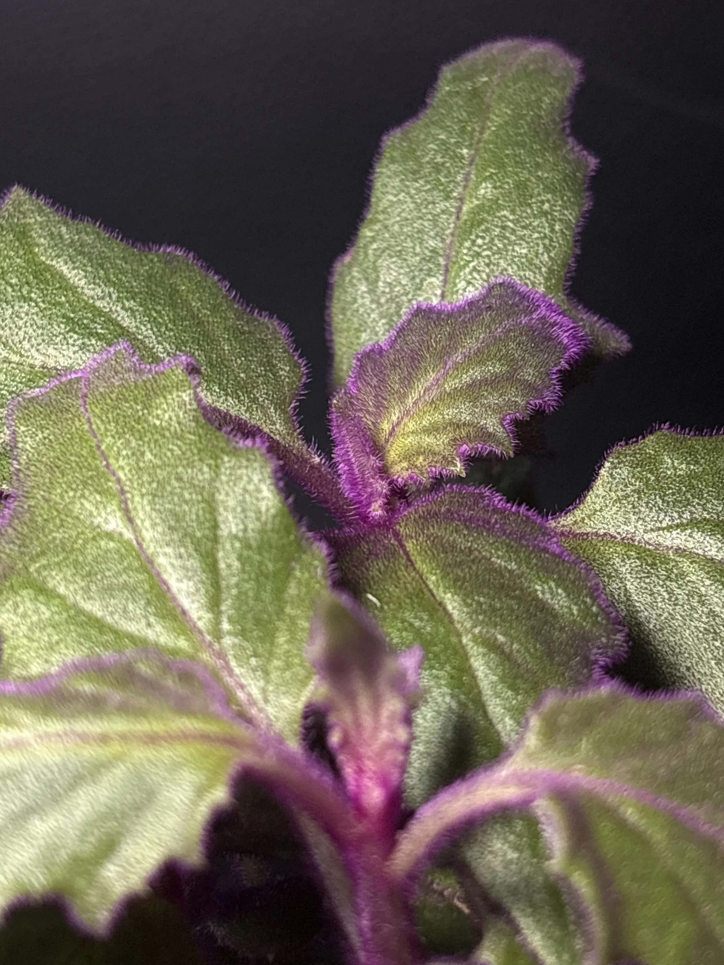 IMG_6551.jpeg