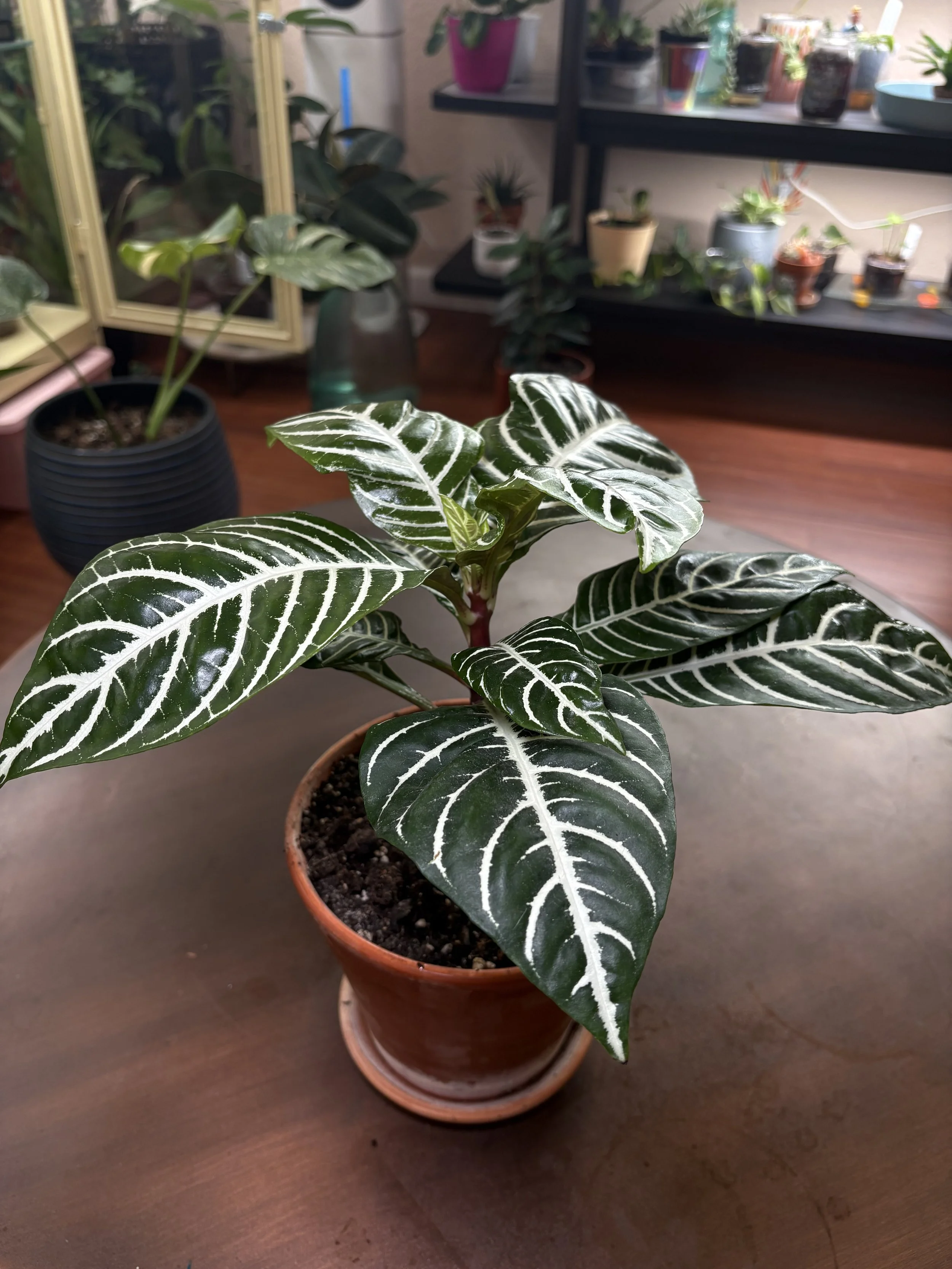 Zebra ‘aphelandra’ in Terracotta pot