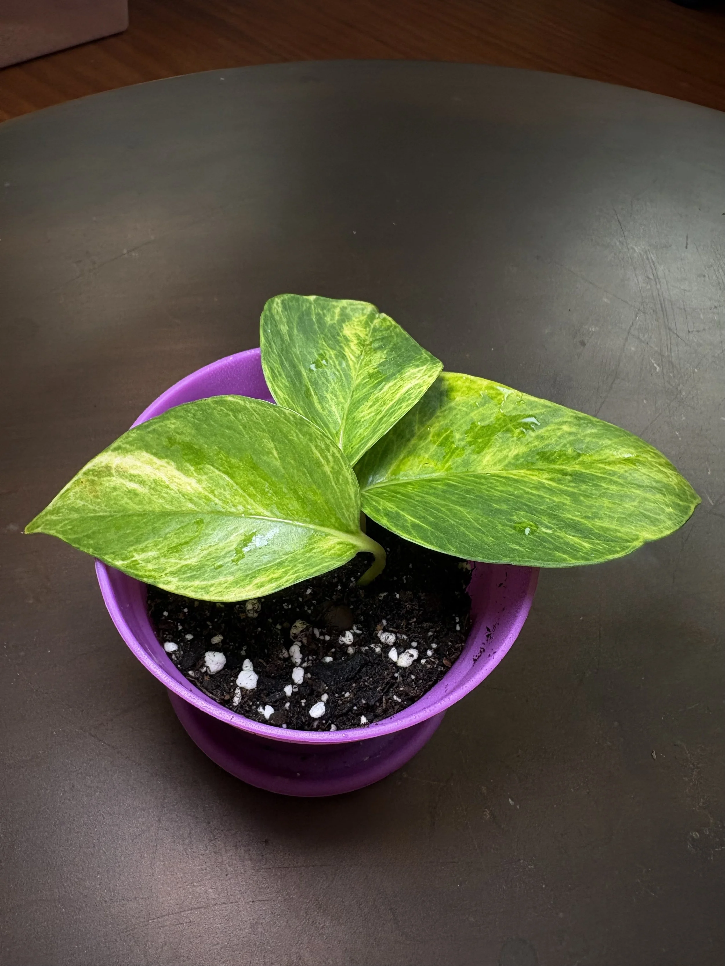Rare Pothos 'Voltagem'