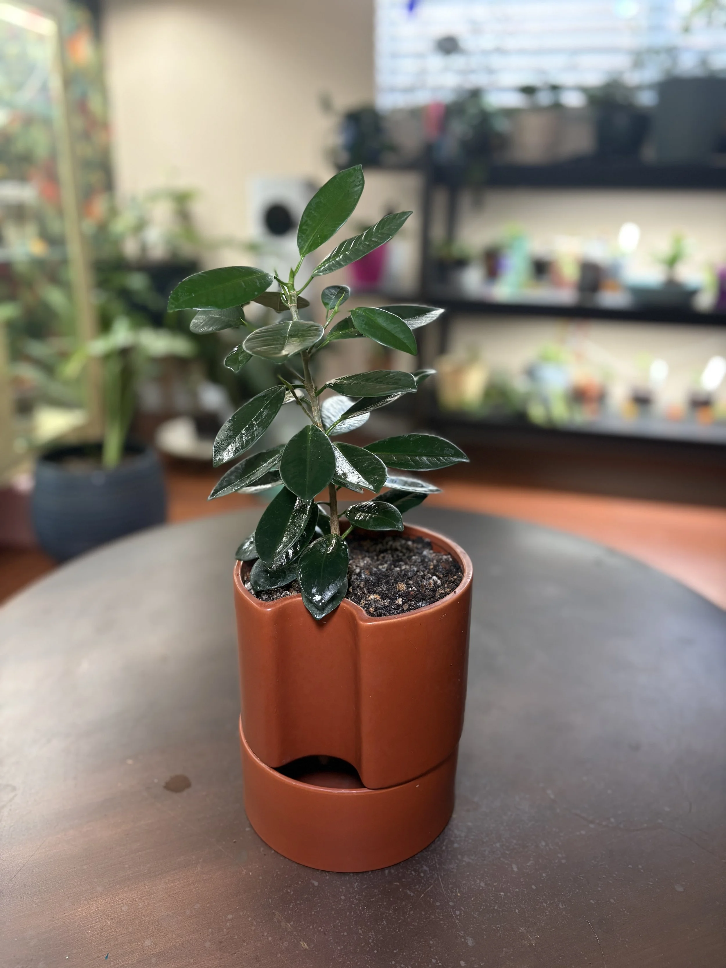 Ficus 'Green Island