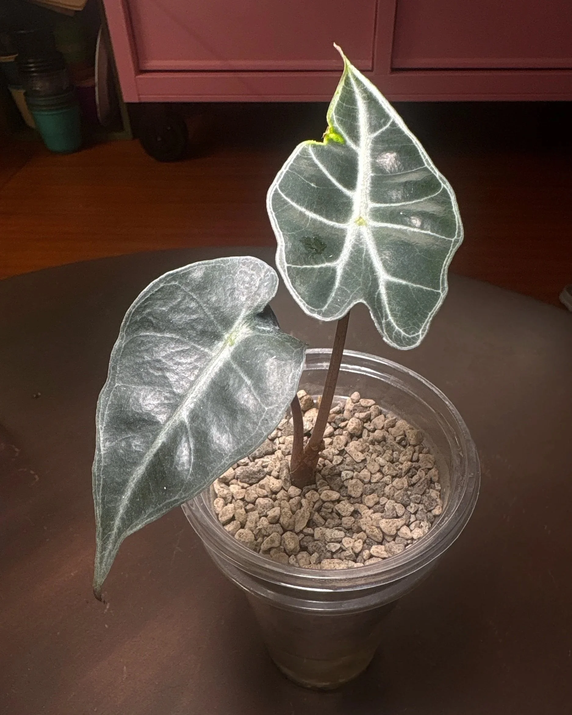 Alocasia Pink Princess
