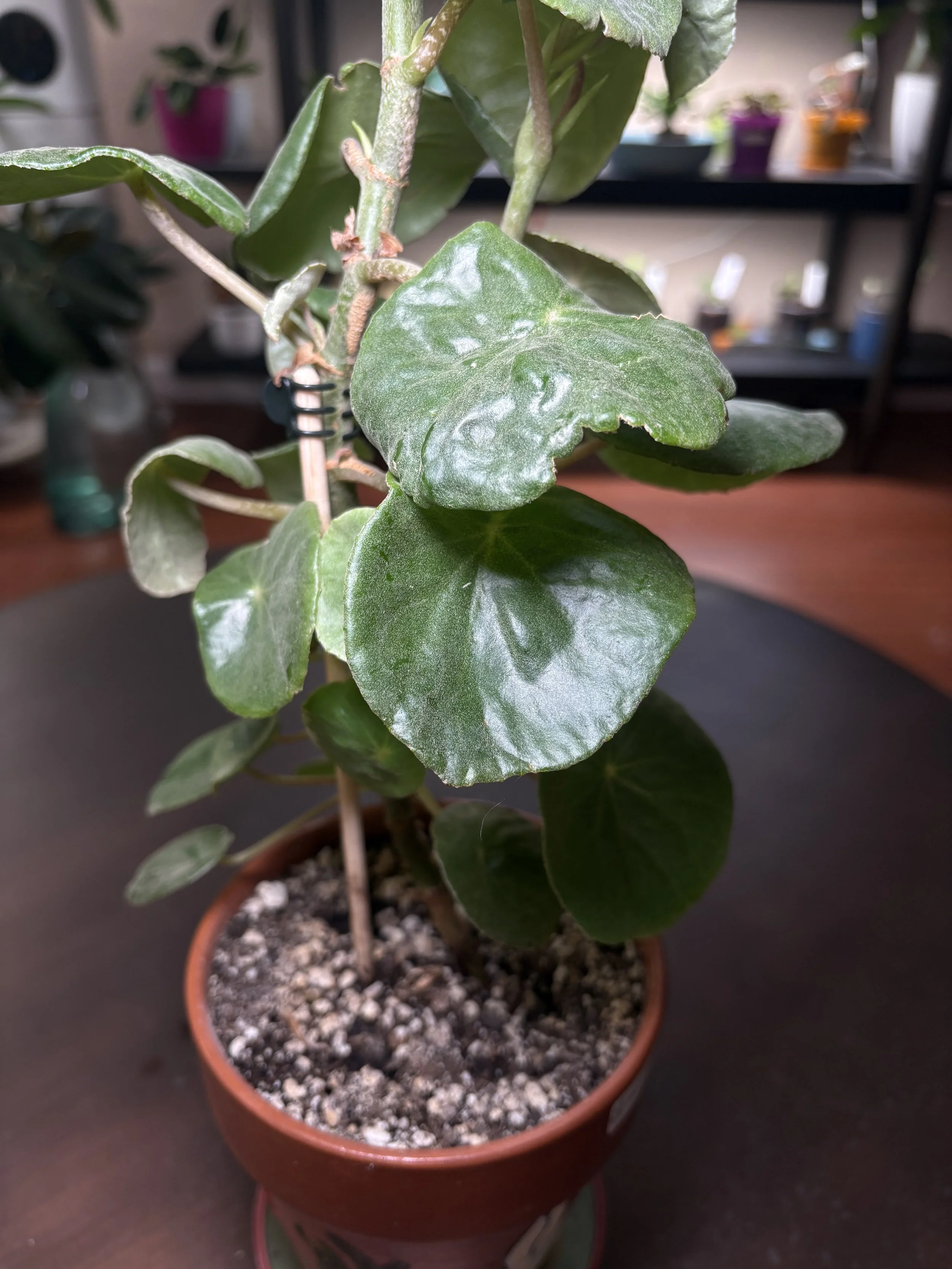 RARE Begonia Goldingiana