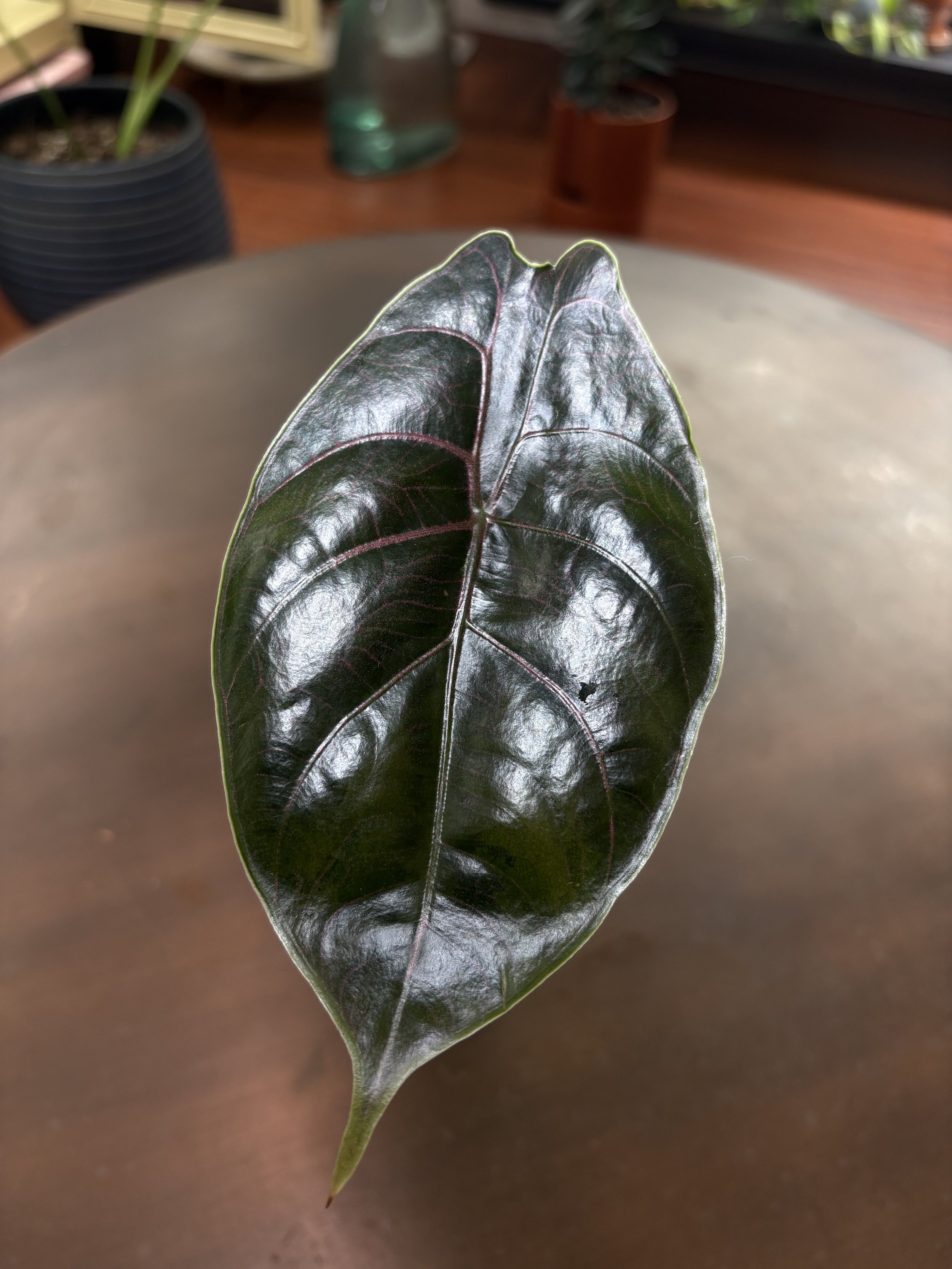 Alocasia 'Red Mambo'