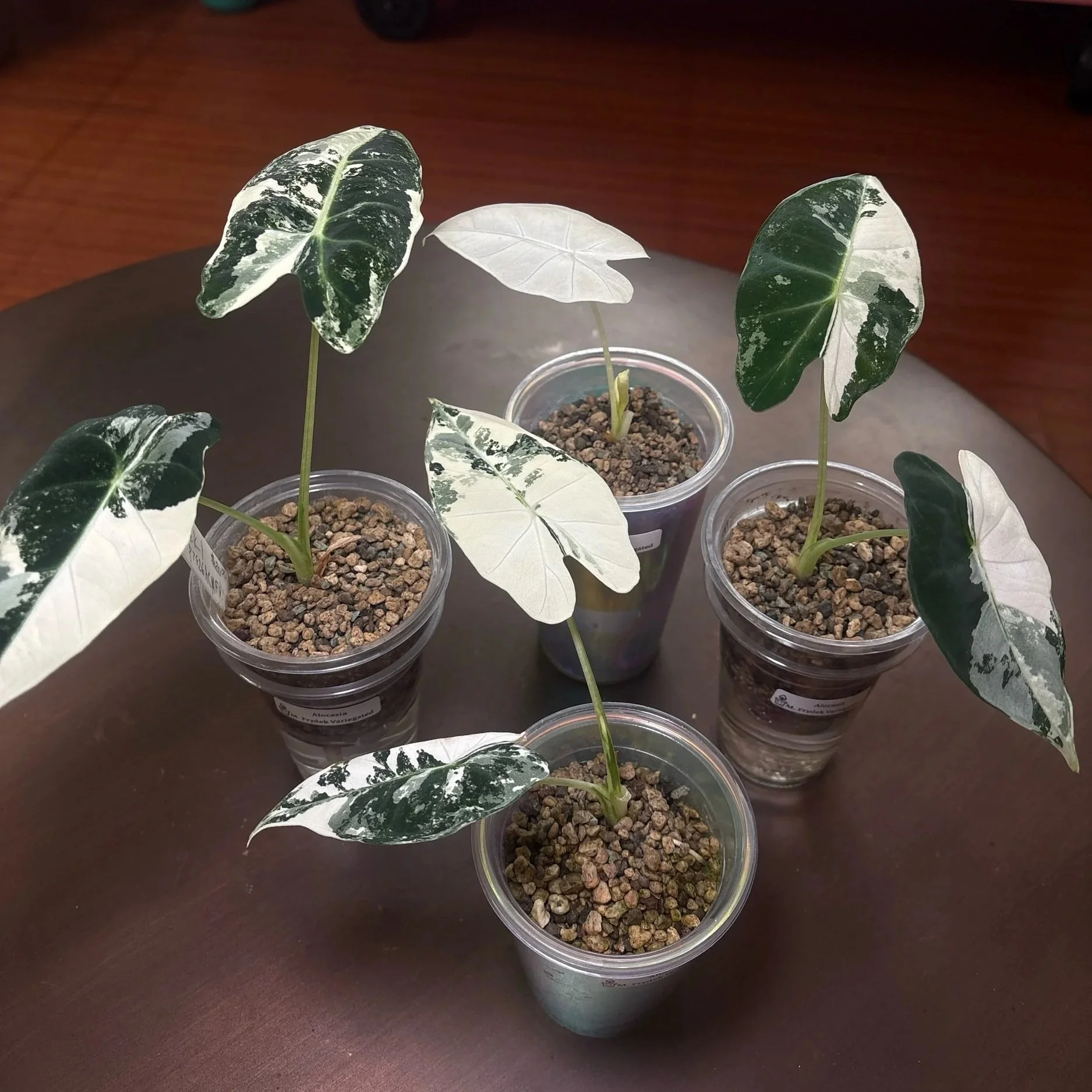 Alocasia Frydek Variegated