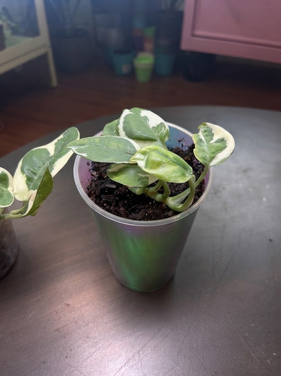 Pothos 'Manjula'