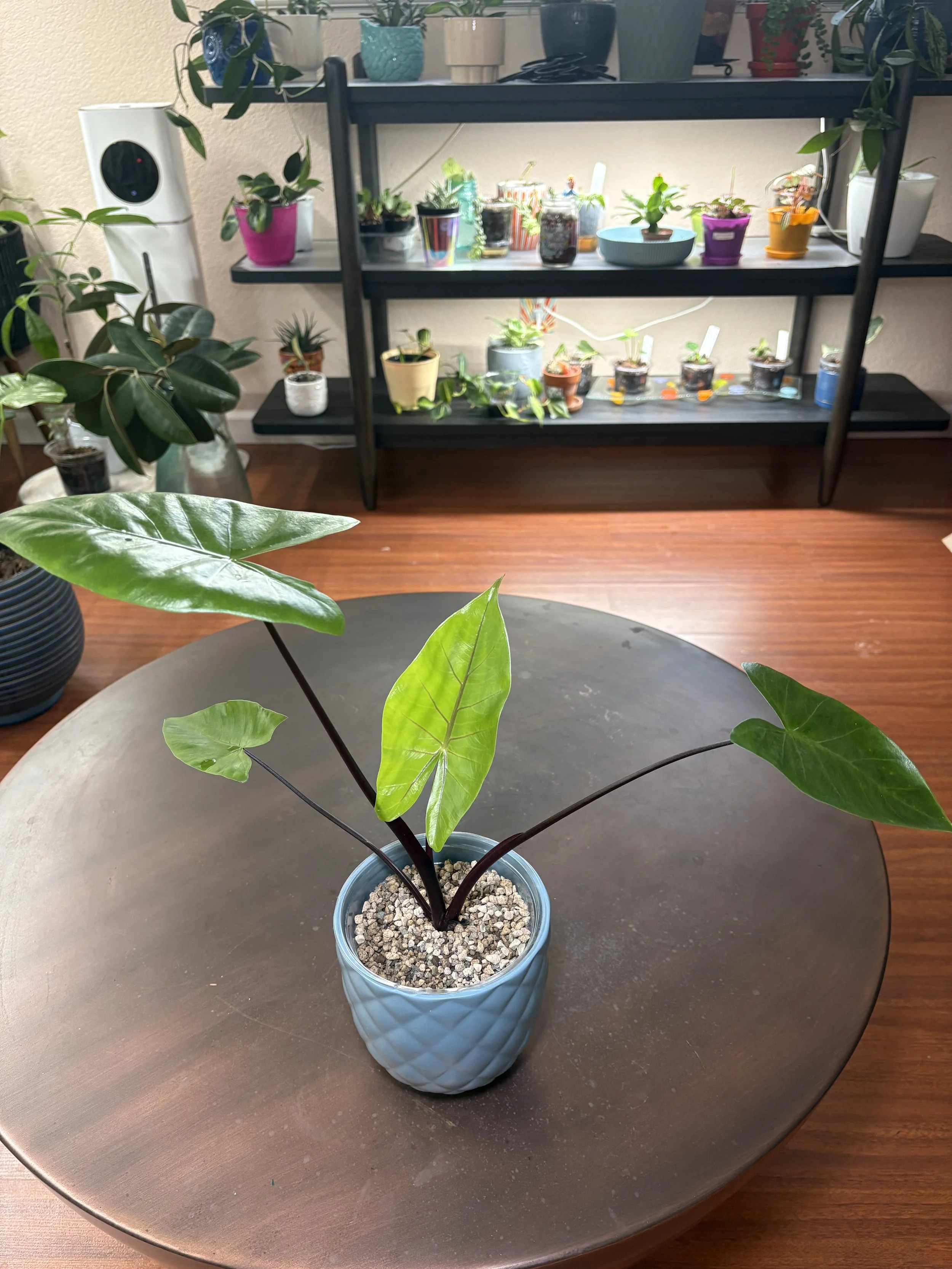 Alocasia Black Stem