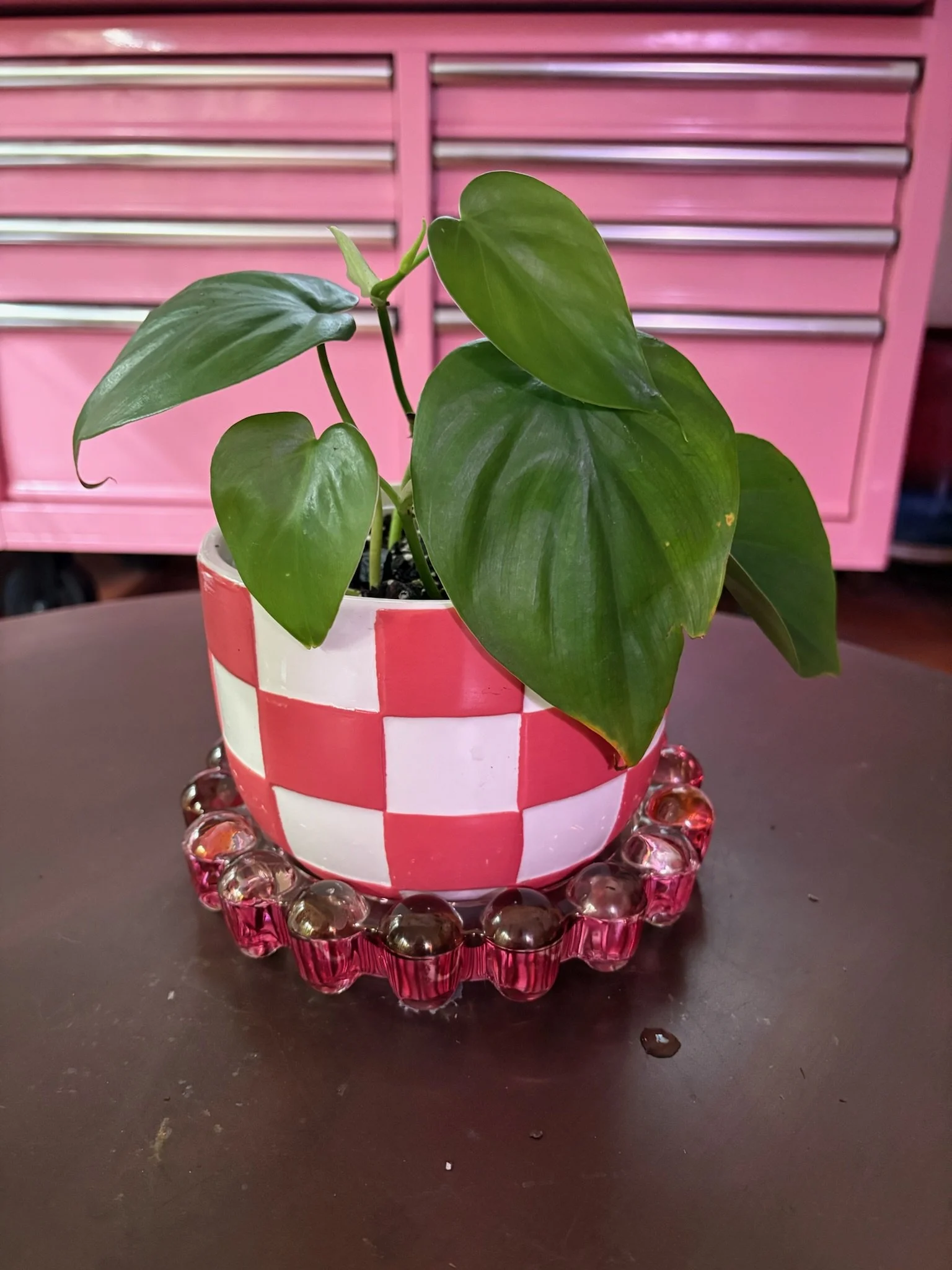 Heart Leaf Philodendron