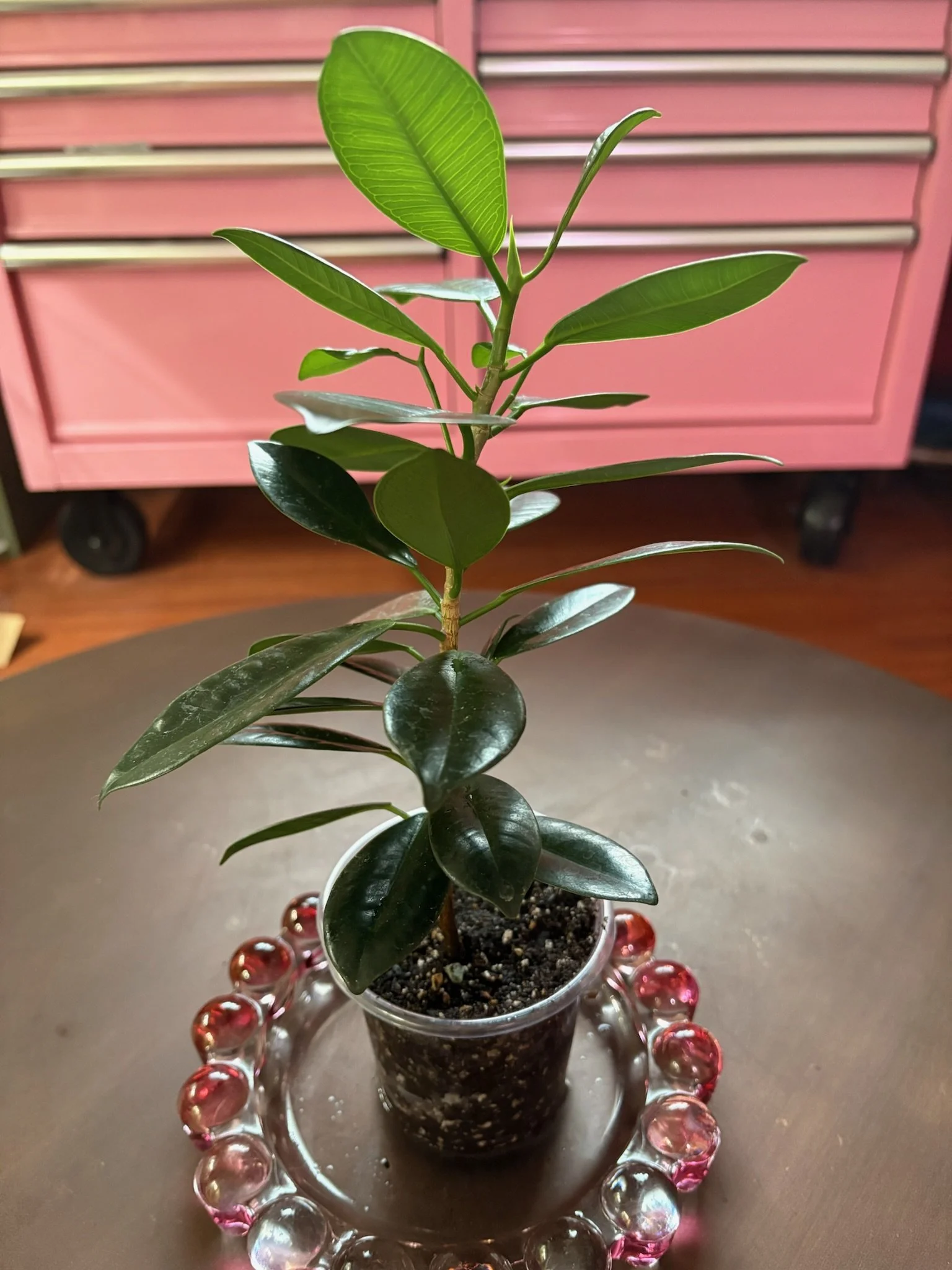 Ficus 'Green Island'