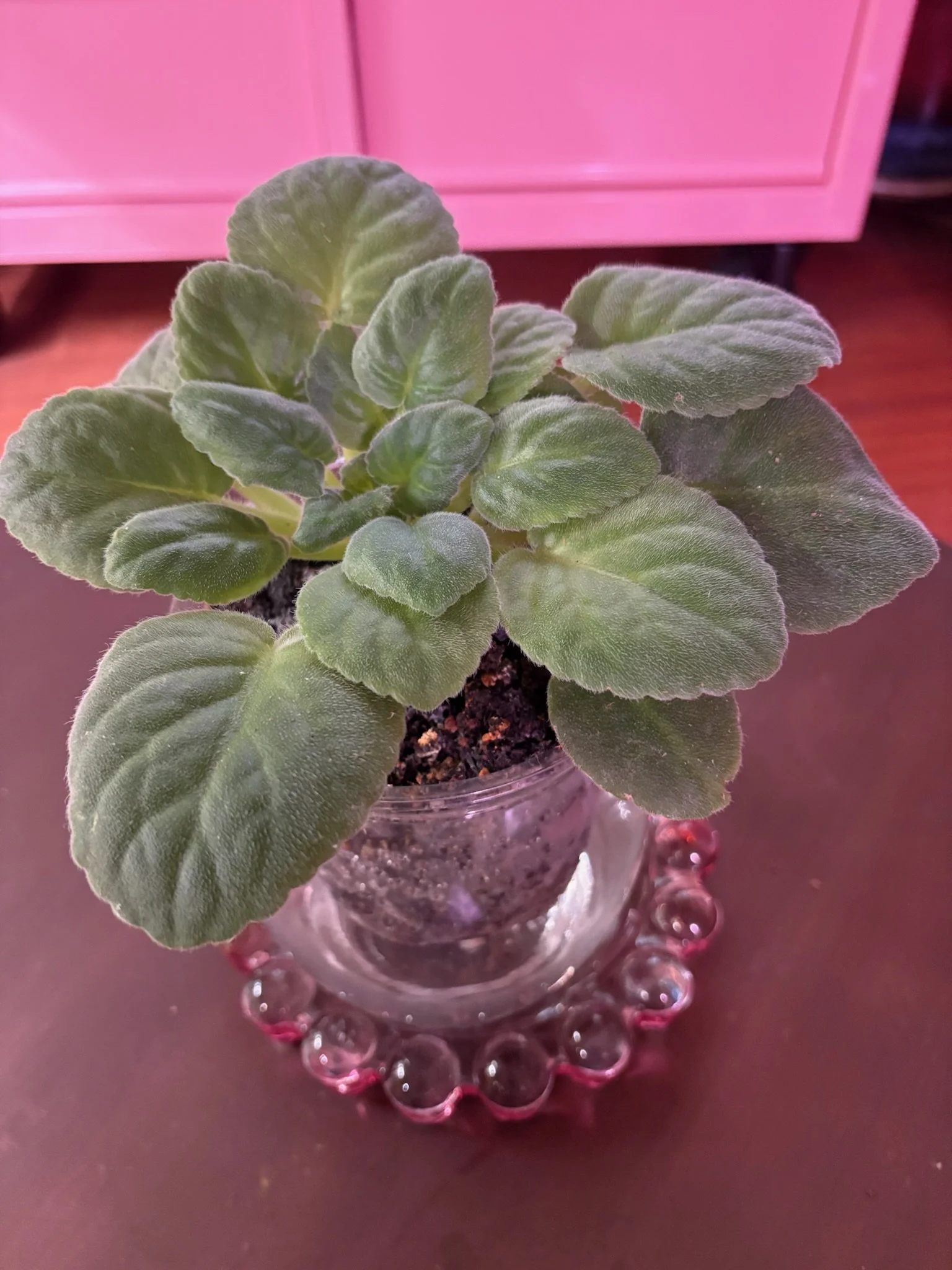 African Violet
