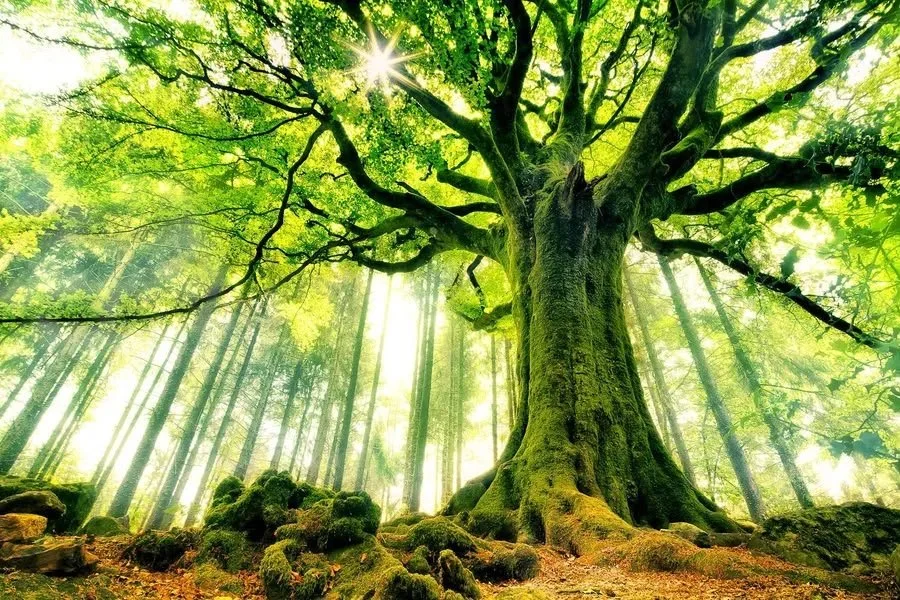 A large, old tree with thick branches and a moss-covered trunk in a lush green forest, sunlight streaming through the canopy.