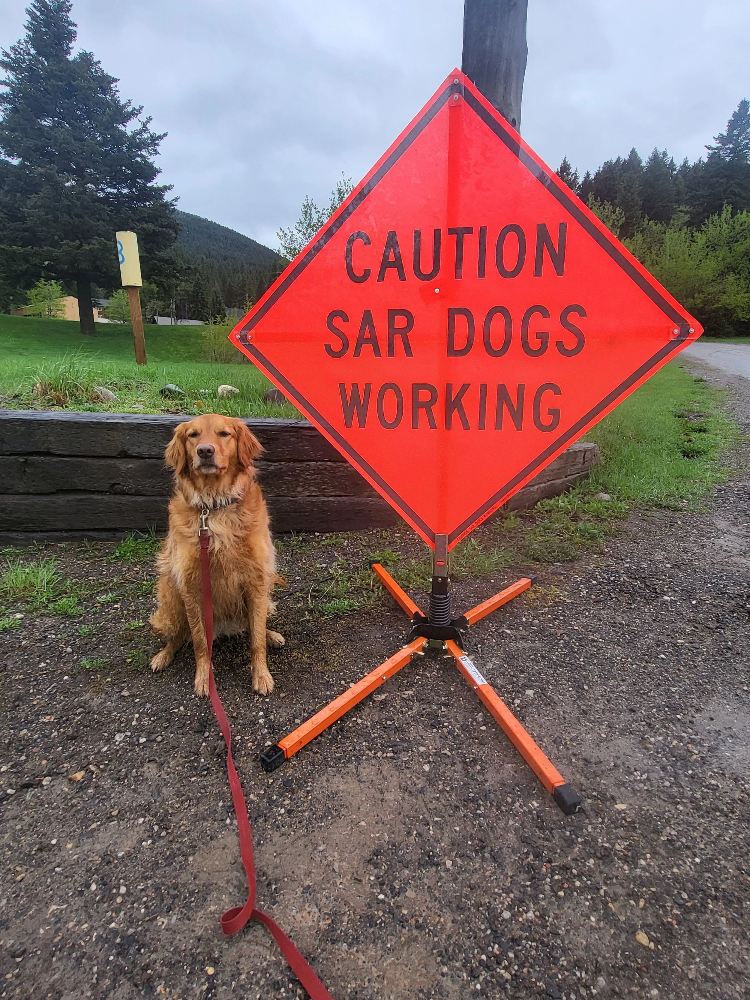 Trust Your Dog? 