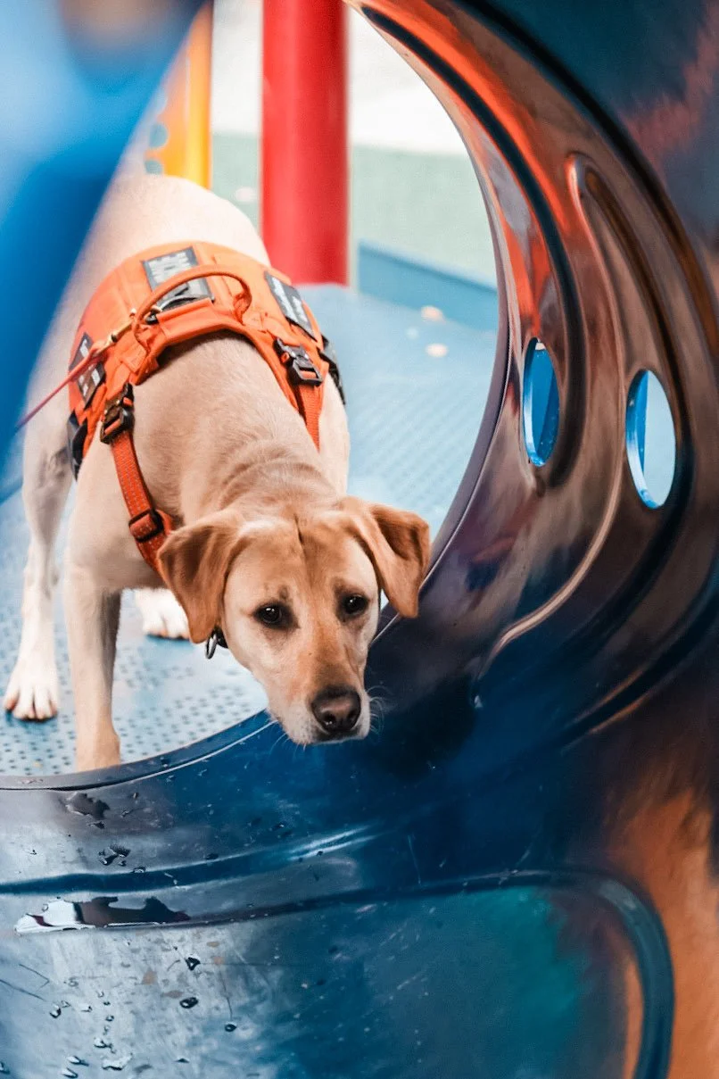 A dog with a harness looks through a circular tunnel at a playground.