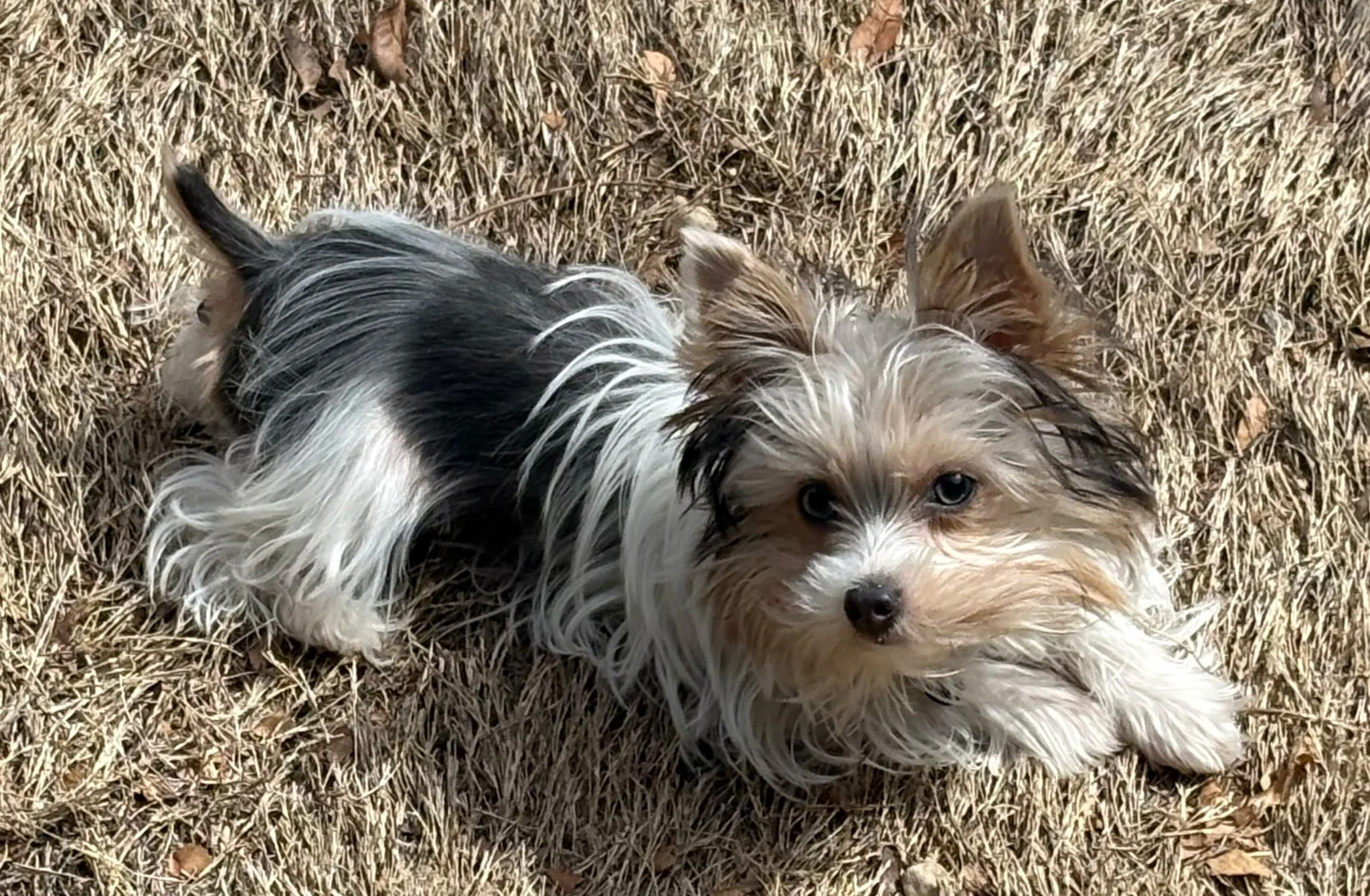 Close-up of a small dog with brown, white, and black fur lying on dry grass, looking directly at the camera.