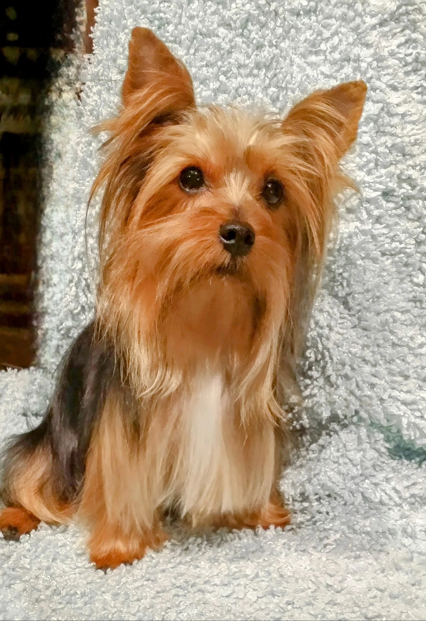 A small, reddish-brown dog with long, fluffy fur and upright ears sitting on a textured, white surface.