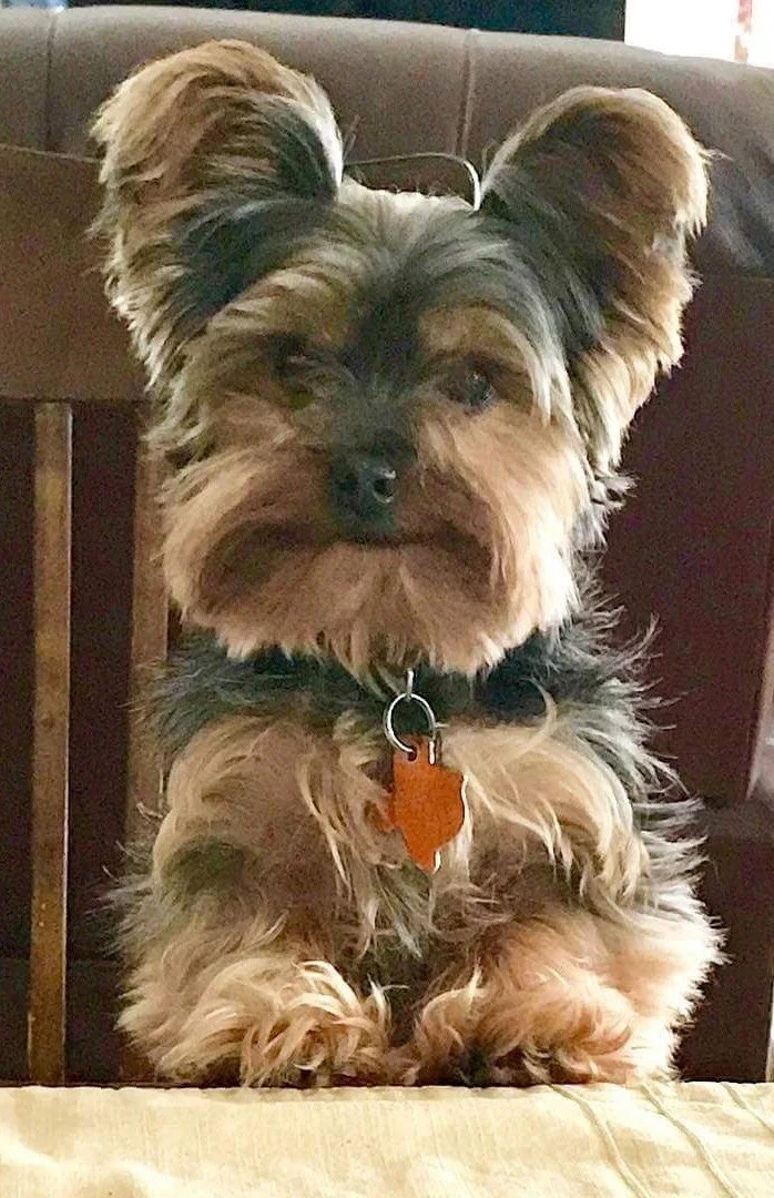 A fluffy small dog, possibly a Yorkie or similar breed, sitting on a chair, with a dark coat of fur, a brown collar, and a tag shaped like the state of Texas.