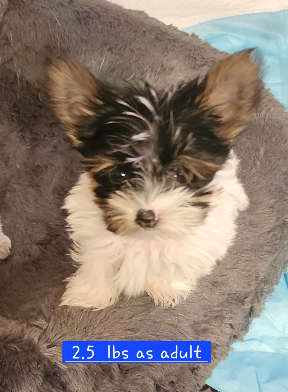 A small puppy with black, white, and brown fur sitting on a fuzzy gray blanket, with a blue disposable pad nearby. The text overlay states the puppy weighs 2.5 pounds as an adult.