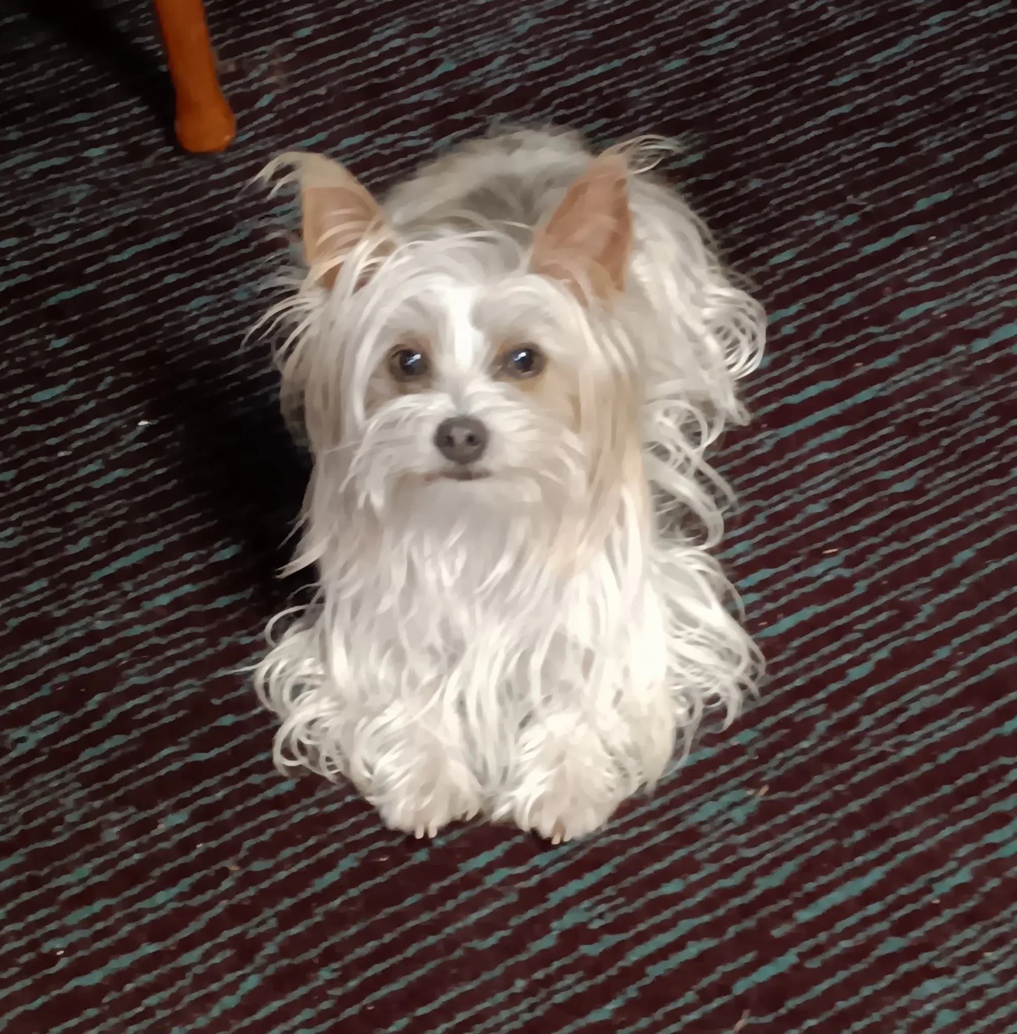 A small dog with long, wavy white and beige fur, looking up on a striped black, red, and teal carpet.