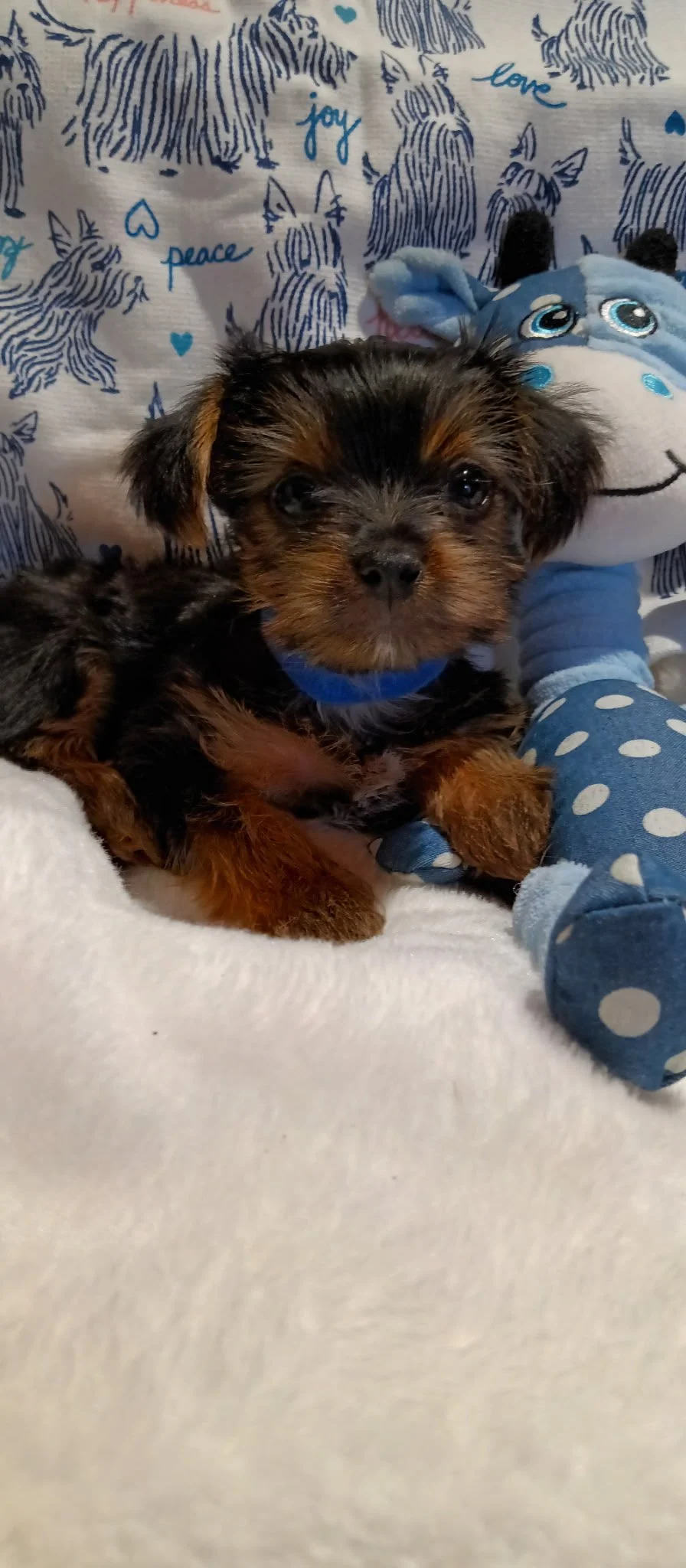 A small puppy with black and brown fur lying on a soft white surface, with a blue collar, next to a plush toy and a person's feet in polka dot pajamas, in front of a blue and white background with dog illustrations and words like 'peace,' 'joy,' and 