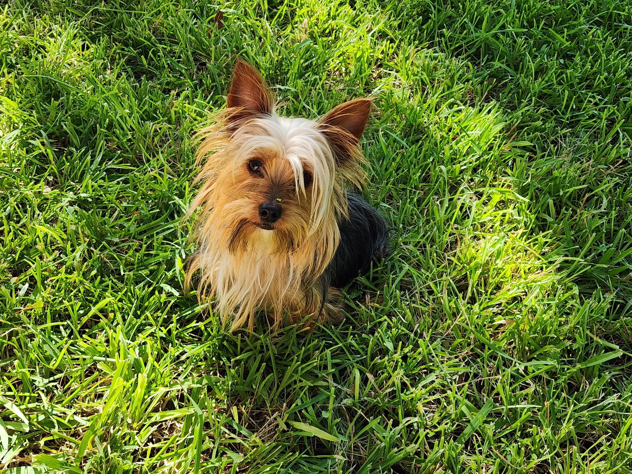 Small dog with long tan and black fur, large ears, and a curious expression, sitting on green grass.