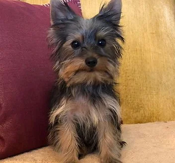 Cute small Yorkshire Terrier puppy sitting on a beige couch with a red and brown pillow in the background.