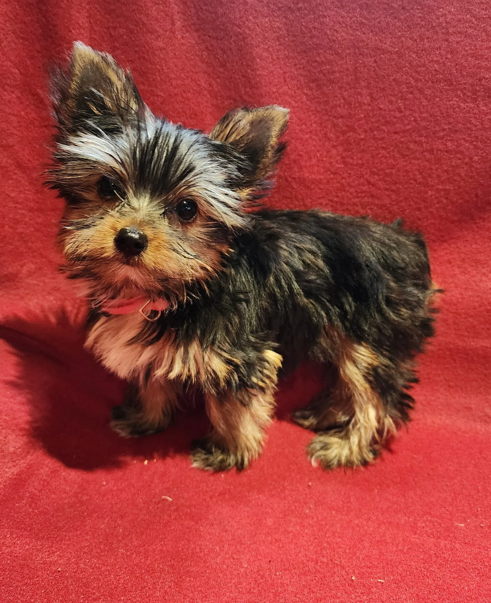 A small puppy with black, brown, white, and tan fur sitting on a red carpet.