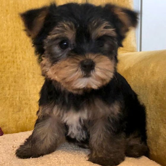 A small, adorable puppy with black and brown fur sitting on a beige surface, next to a yellow couch.
