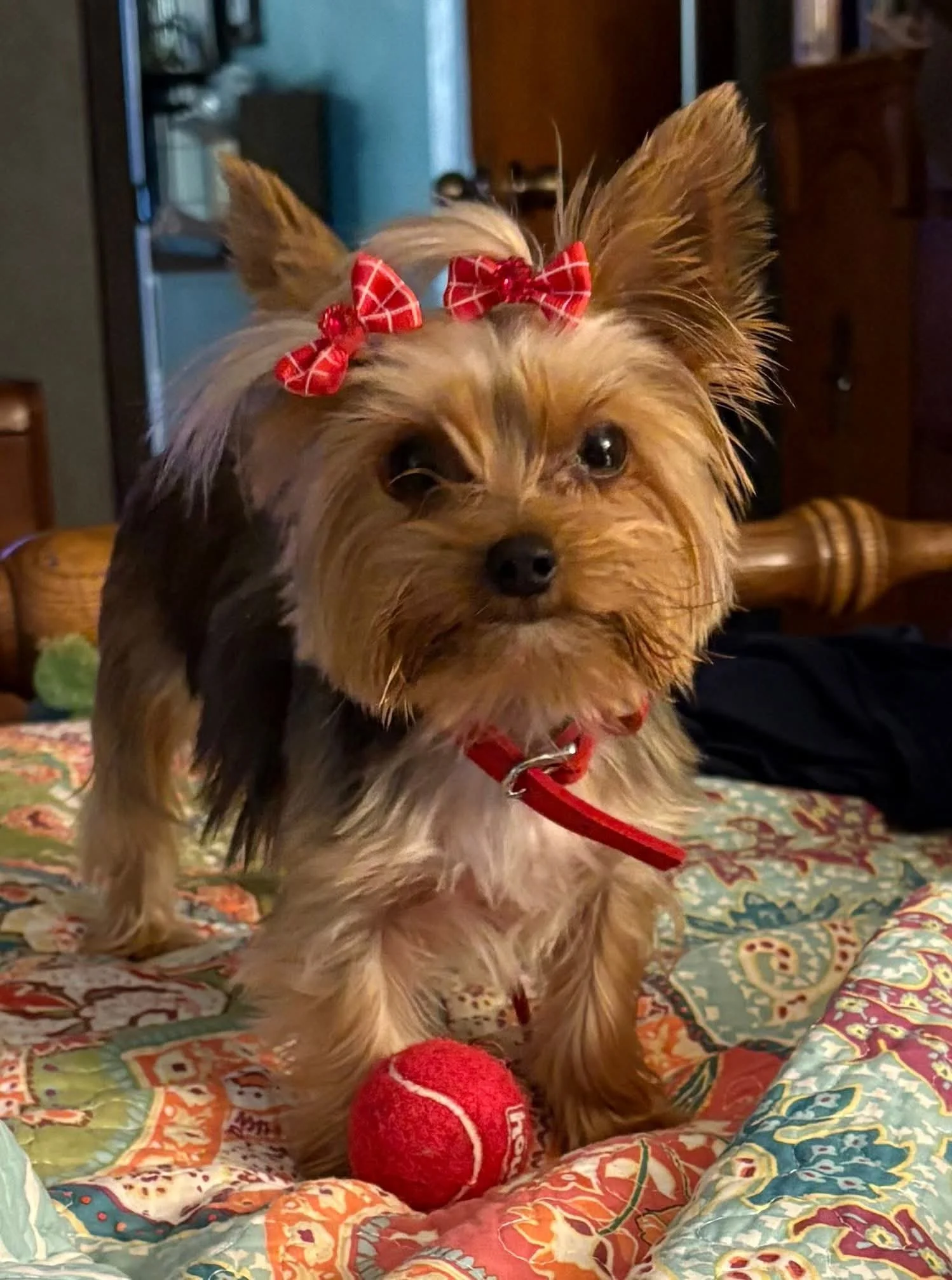 A small dog with long, fluffy fur and large ears, wearing red bows on its ears and a red collar, sitting on a colorful quilt with a red tennis ball in front of it.