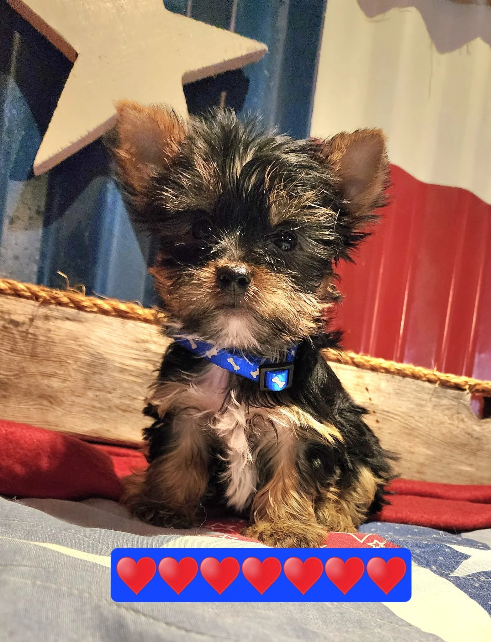 A cute small puppy with brown, black, and white fur, wearing a blue collar with bones on it, sitting on a bed or couch with a gray and red blanket. There is a wooden crate in the background and a string of red hearts on a blue background at the botto