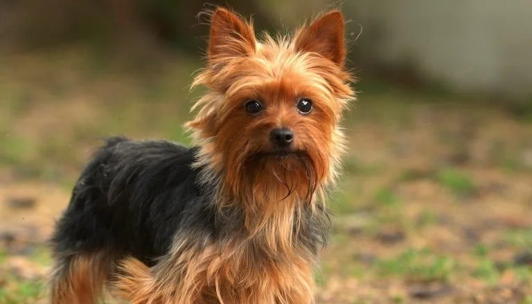 Small Yorkshire Terrier dog standing outdoors on dirt ground with grass, looking at the camera.