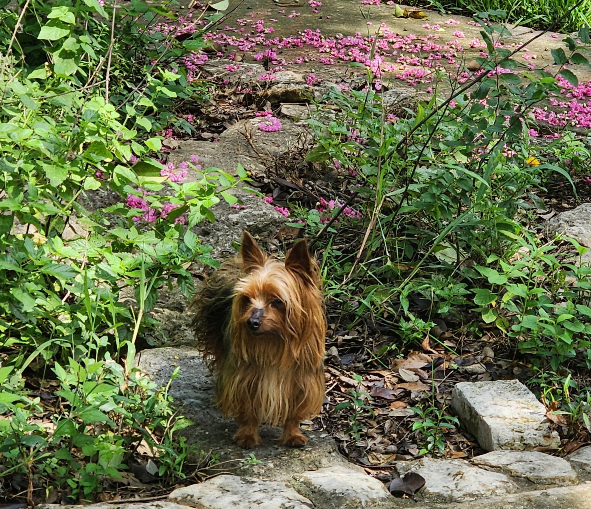 A small dog with long, brown fur stands on a rocky, earthy trail surrounded by green plants and pink flowers. The dog is looking directly at the camera with its ears perked up.