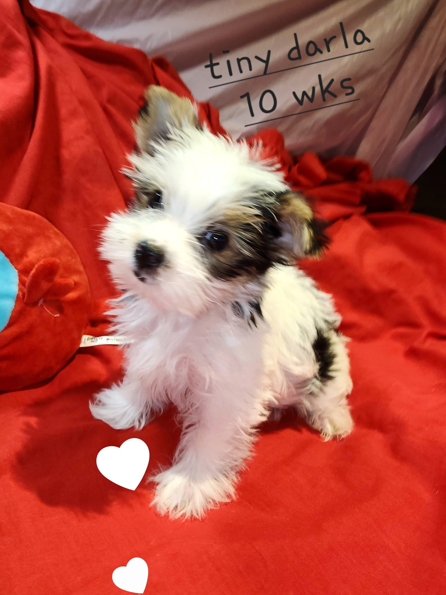 A cute puppy with white, black, and brown fur sitting on red fabric with a handwritten note in the background that says 'tiny darla 10 wks' and a small white heart sticker.