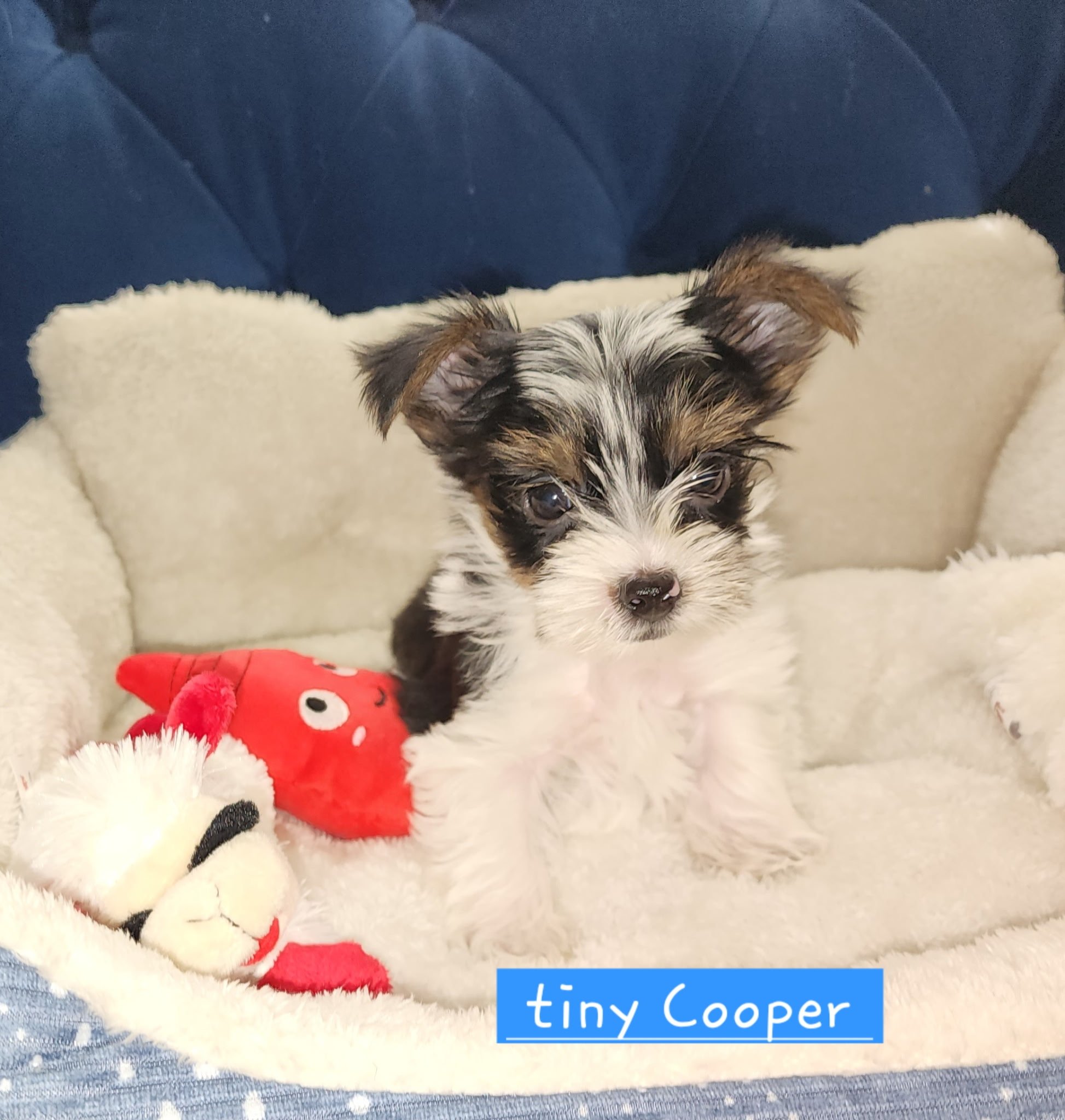 Cooper