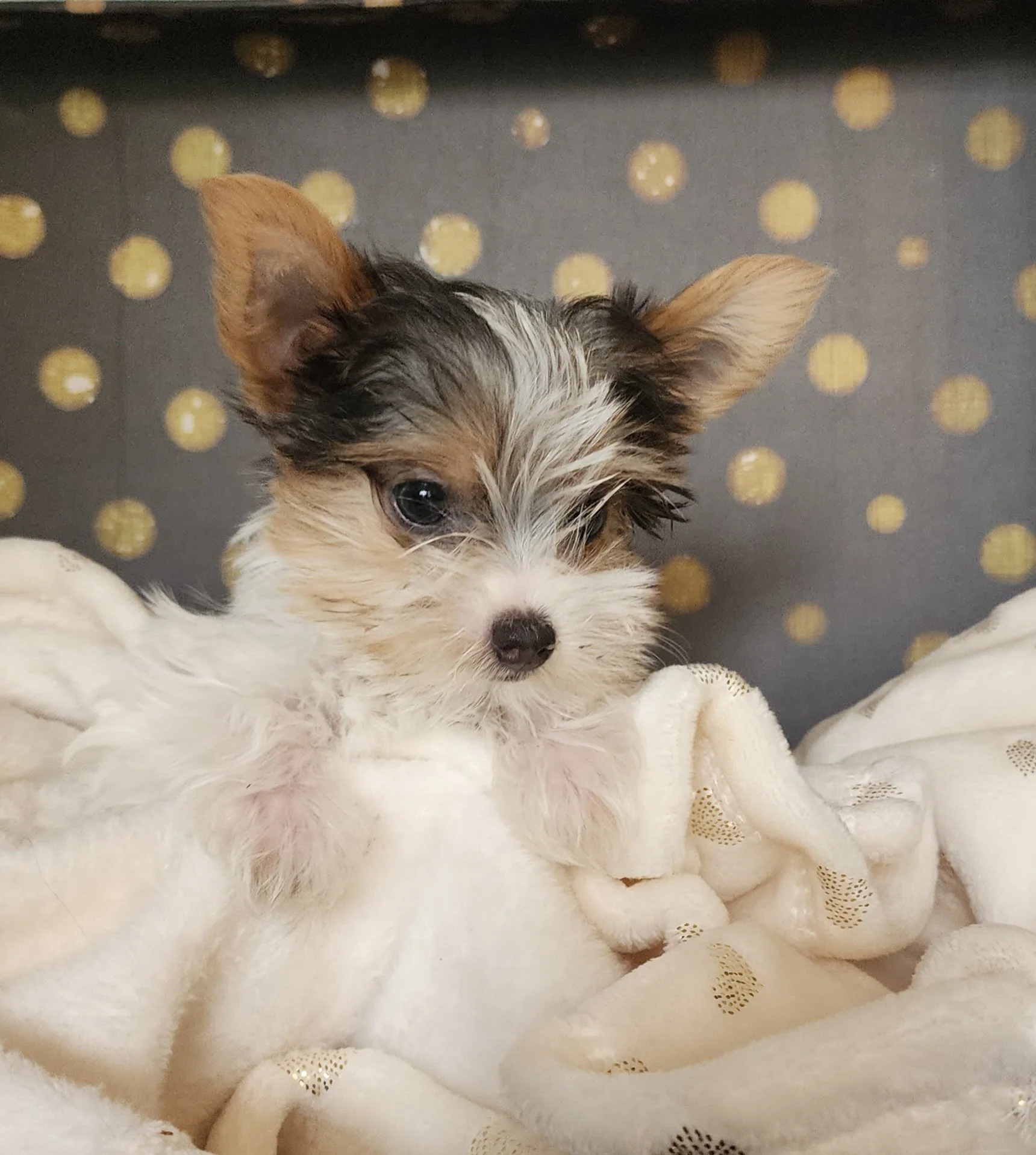Cute puppy with large ears resting on a soft, lacy blanket, with a background of a grey wall with gold polka dots.
