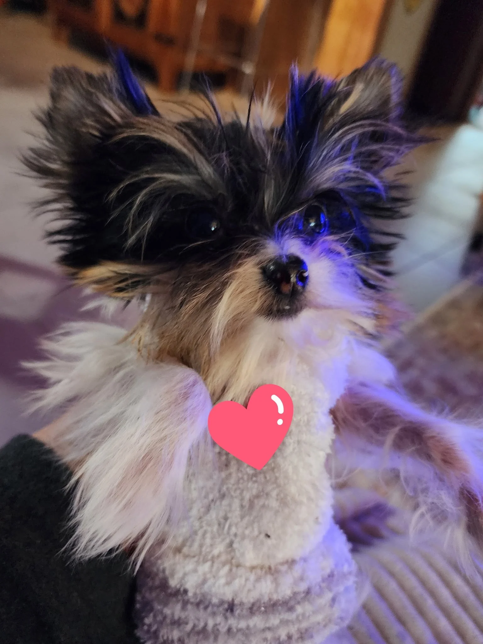 Close-up of a small fluffy puppy with black, brown, and white fur, lying on a soft surface. The puppy has large dark eyes and a tiny black nose. There is a pink heart sticker with a white outline covering part of the image.