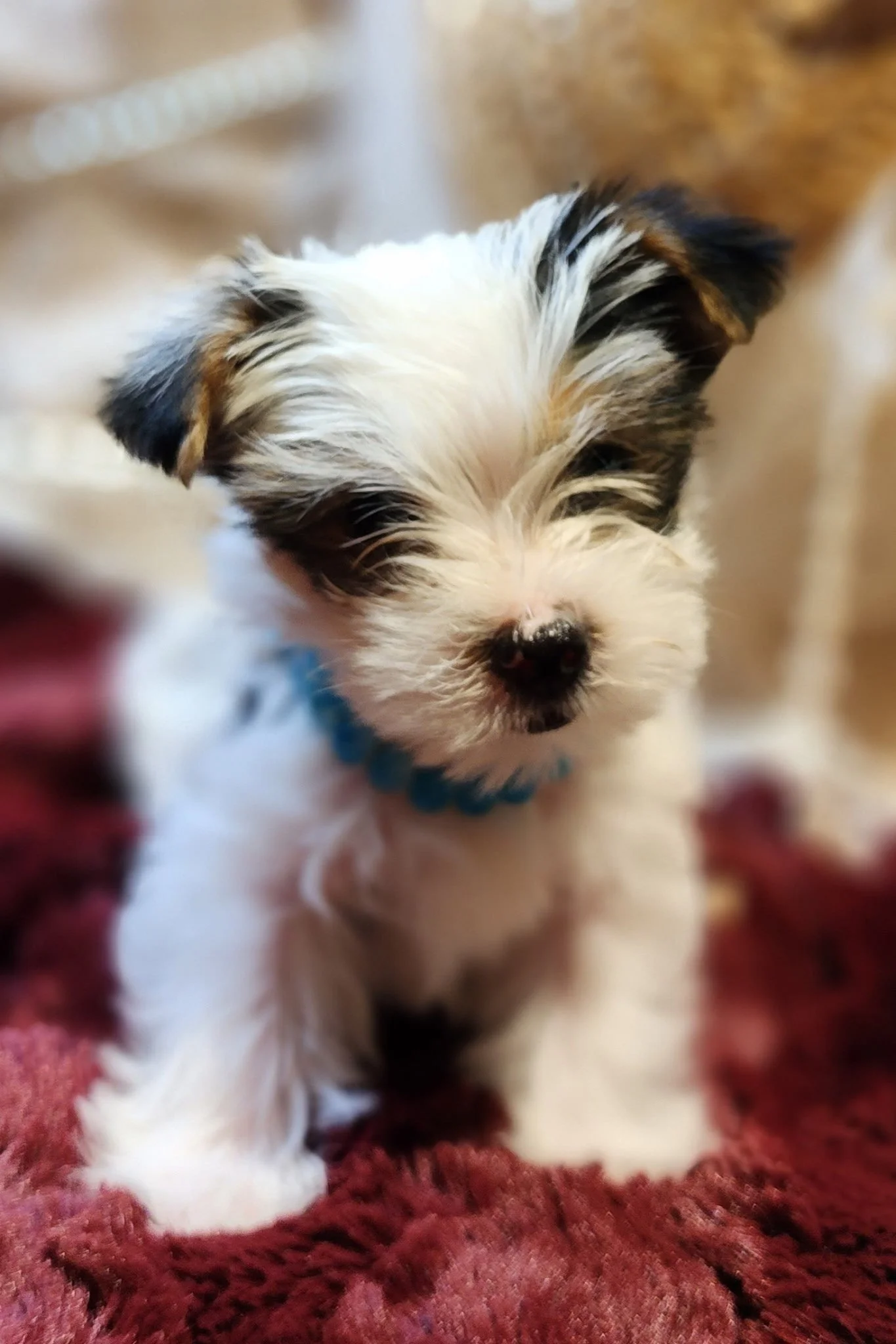 Close-up of a small puppy with white, black, and brown fur, wearing a blue collar, on a red textured surface.