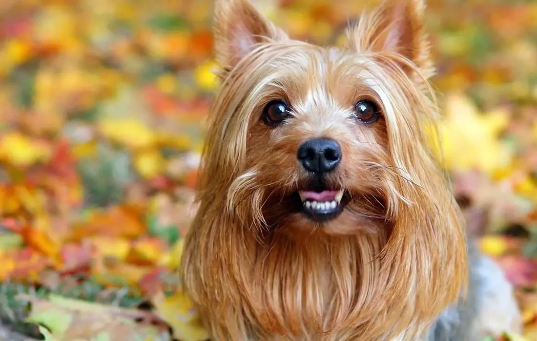 Close-up of a small dog with tan fur, dark eyes, and a slightly open mouth showing teeth, outdoors with colorful autumn leaves in the background.