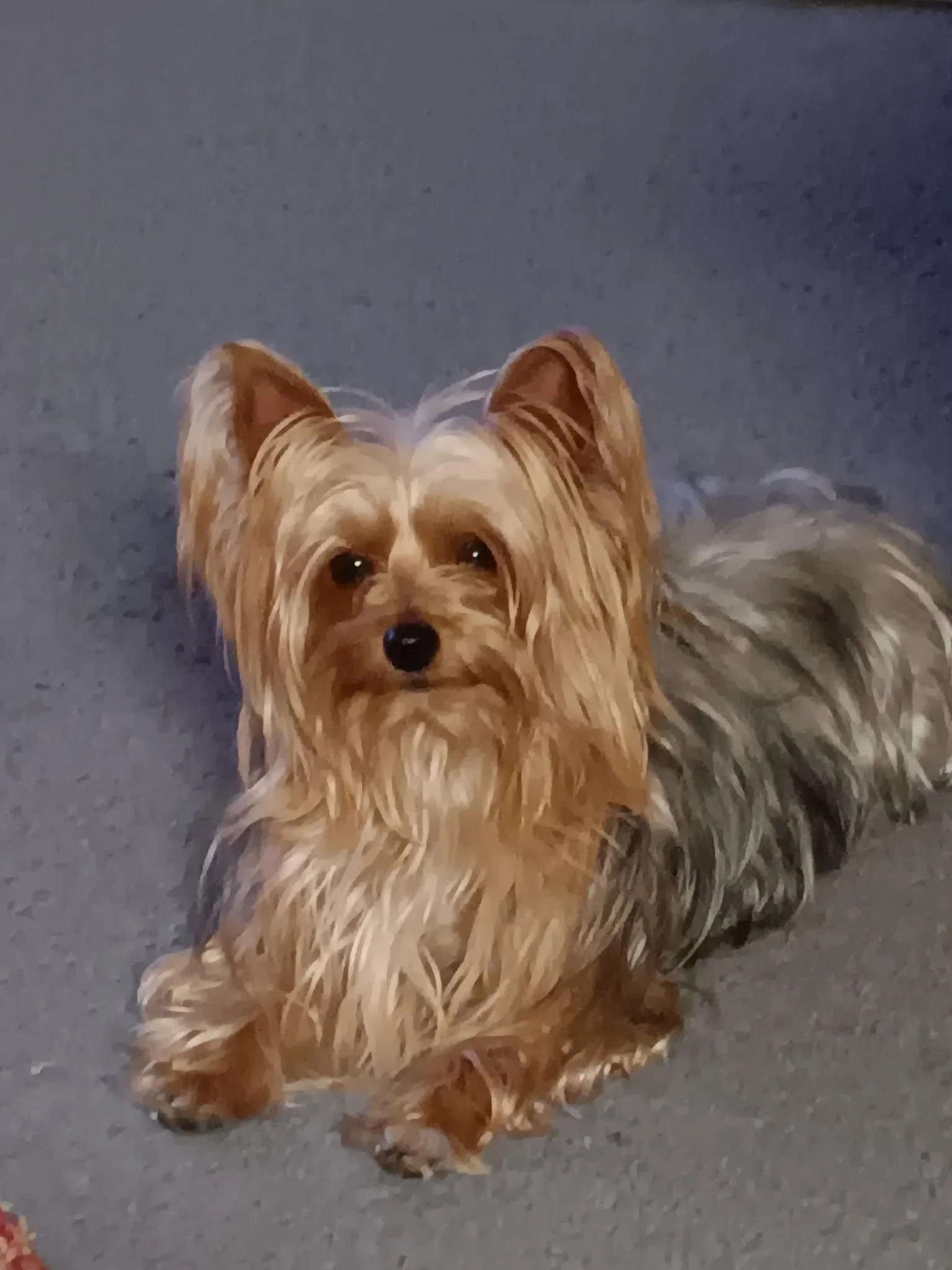A small Yorkshire Terrier dog with long, silky, light brown and gray fur sitting on a grayish-blue carpet.