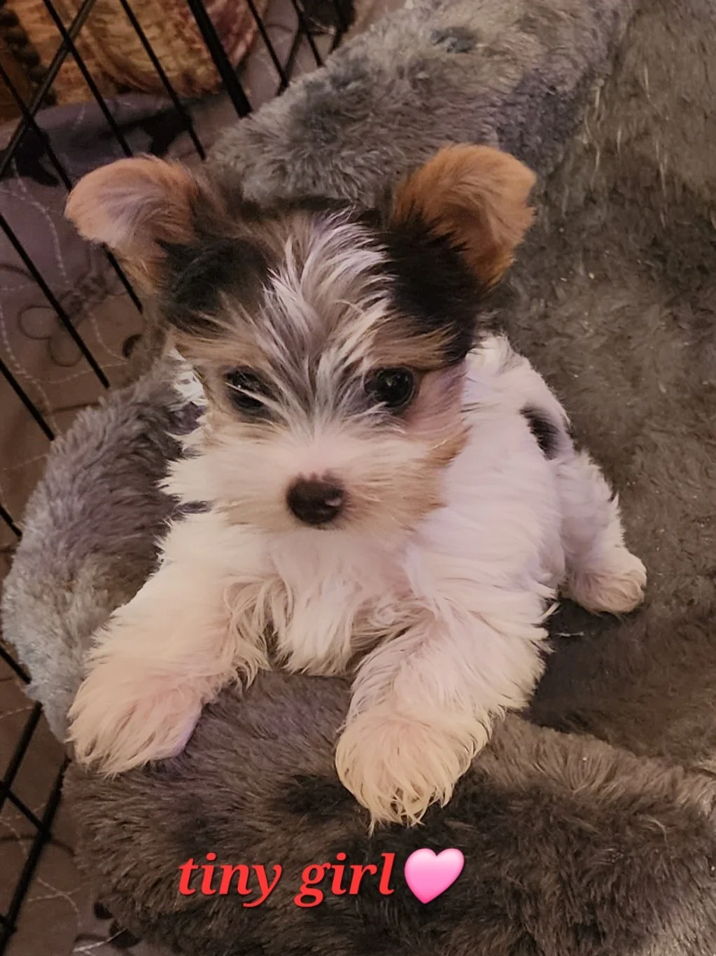 Cute tiny girl puppy with black, brown, and white fur, sitting on a fluffy gray blanket inside a playpen, with text 'tiny girl' and a pink heart.