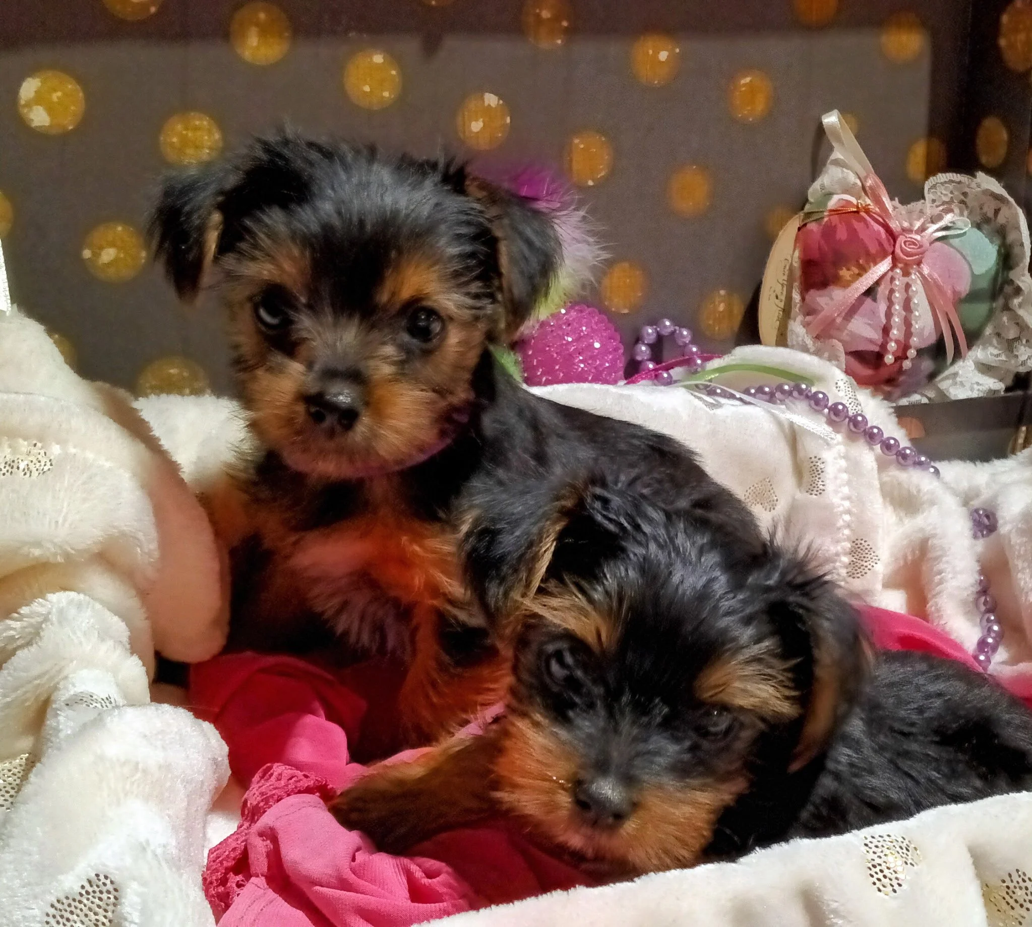 A small puppy with black and brown fur lying on a white blanket surrounded by pink and white decorative items, including beads and lace, with a background featuring a polka dot pattern.